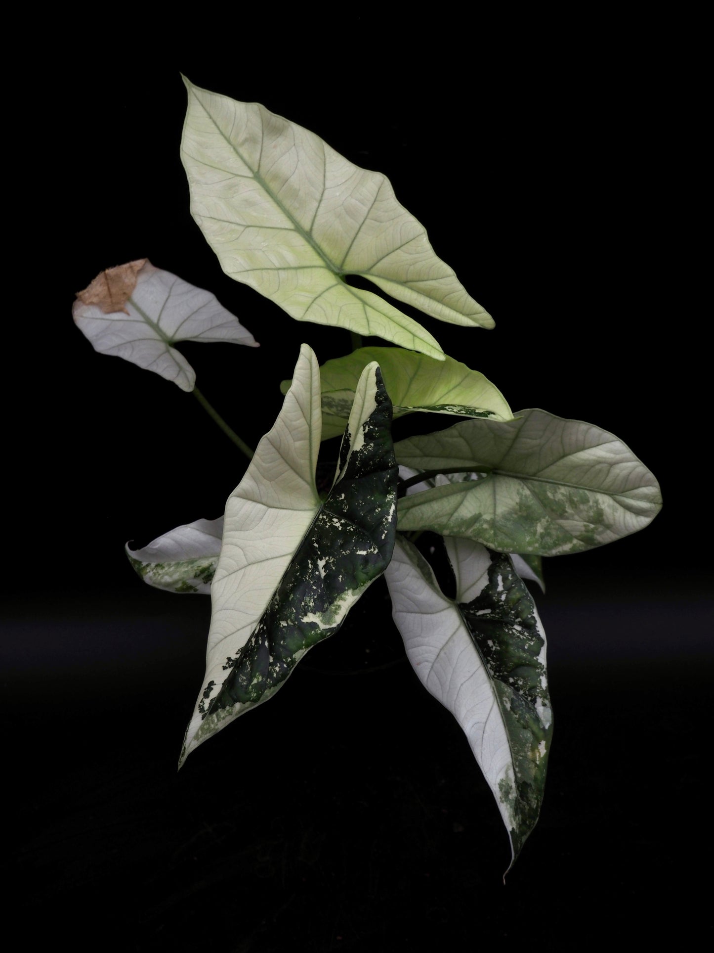 Alocasia Simpo Albo