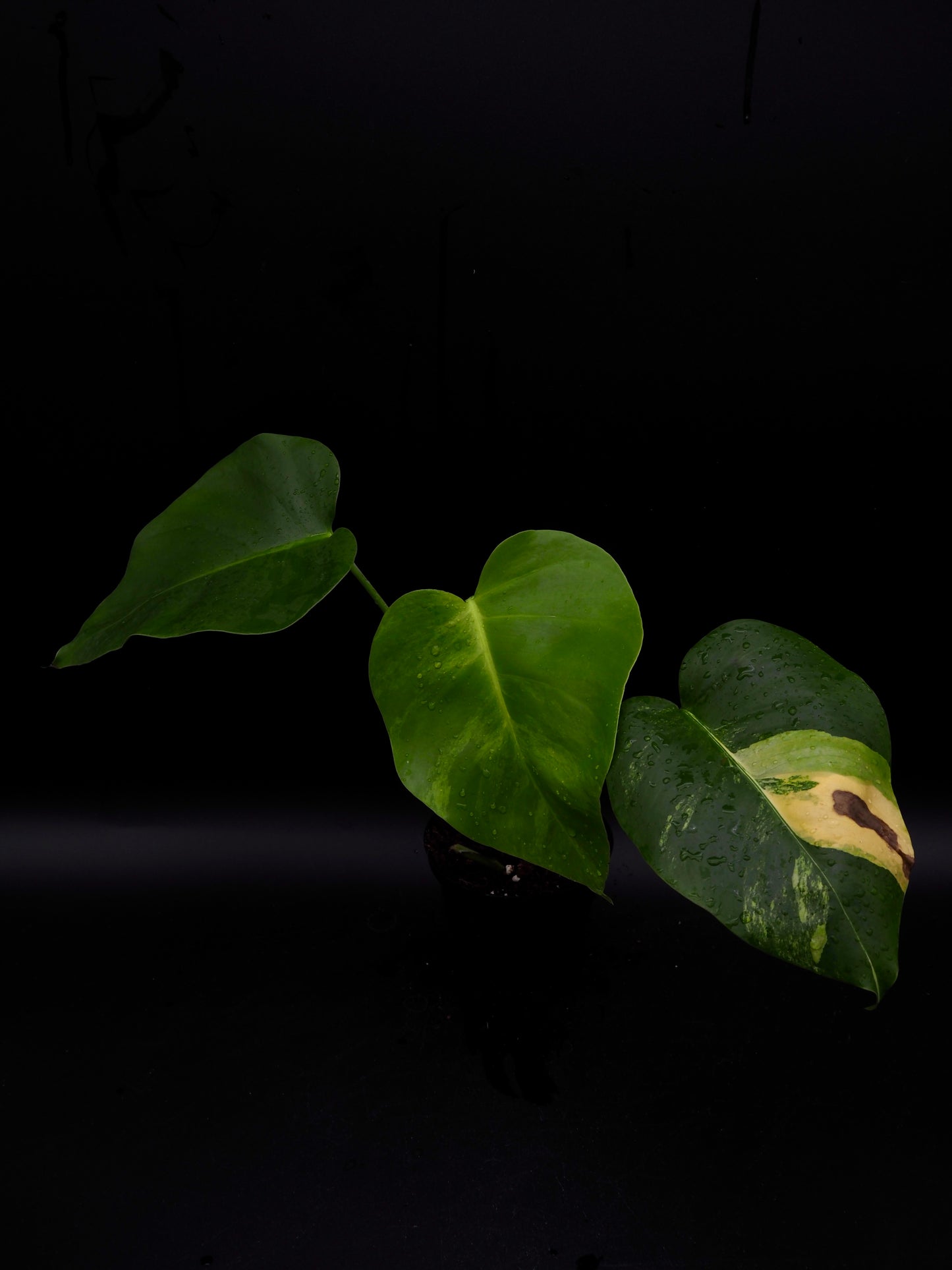 Monstera Borsigiana Aurea Variegata