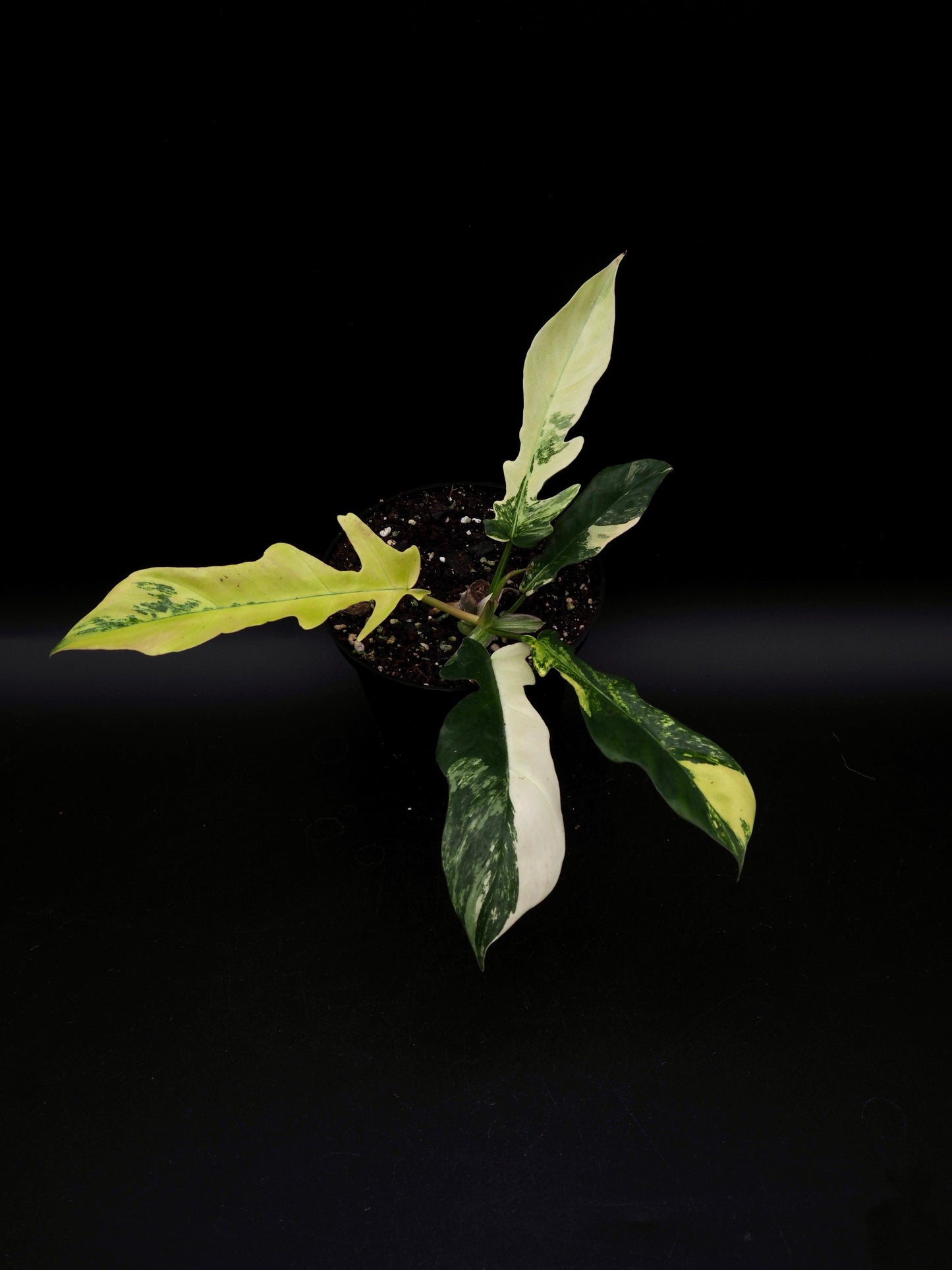 Philodendron Florida Beauty X Tortum