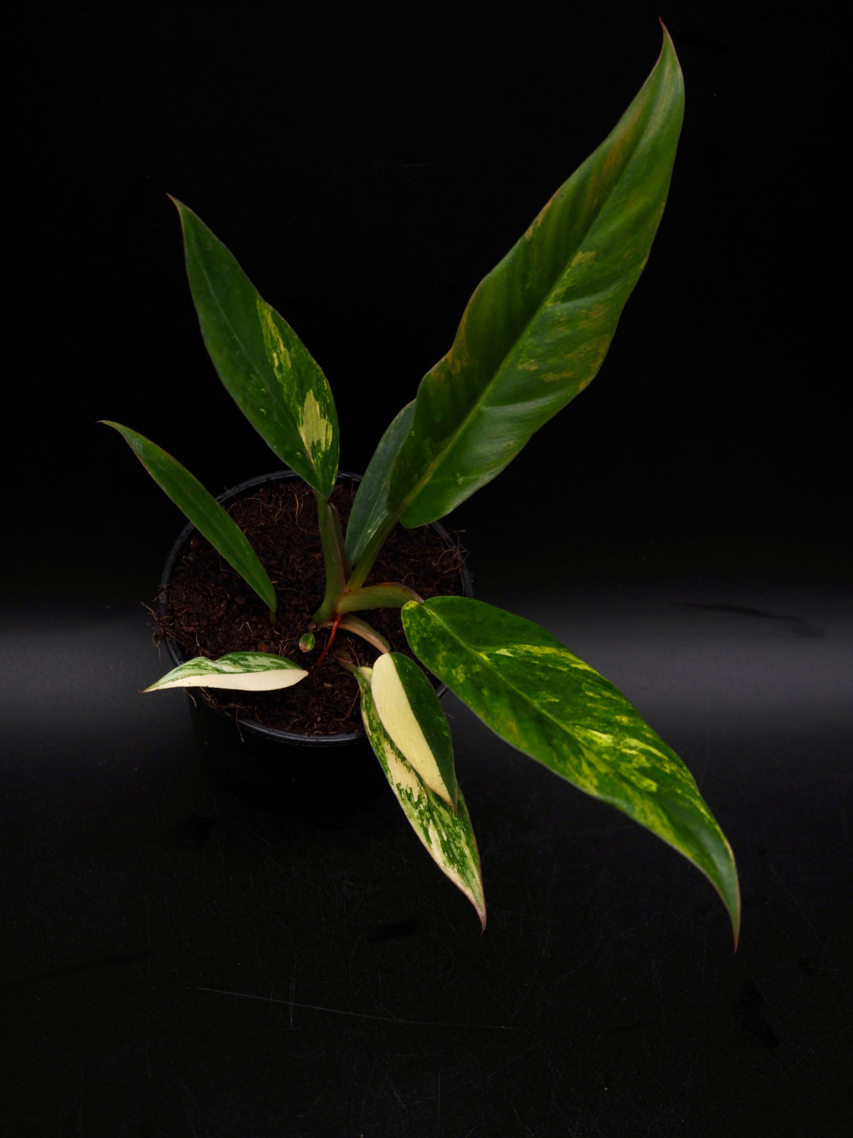 Philodendron Caramel Marble