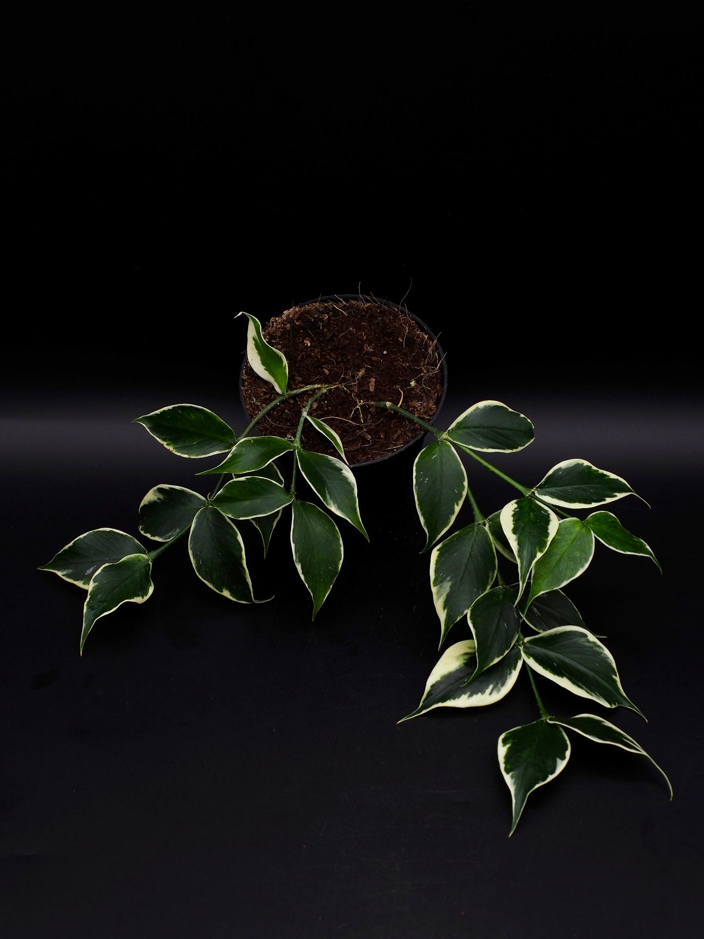 Hoya Polyneura Variegata