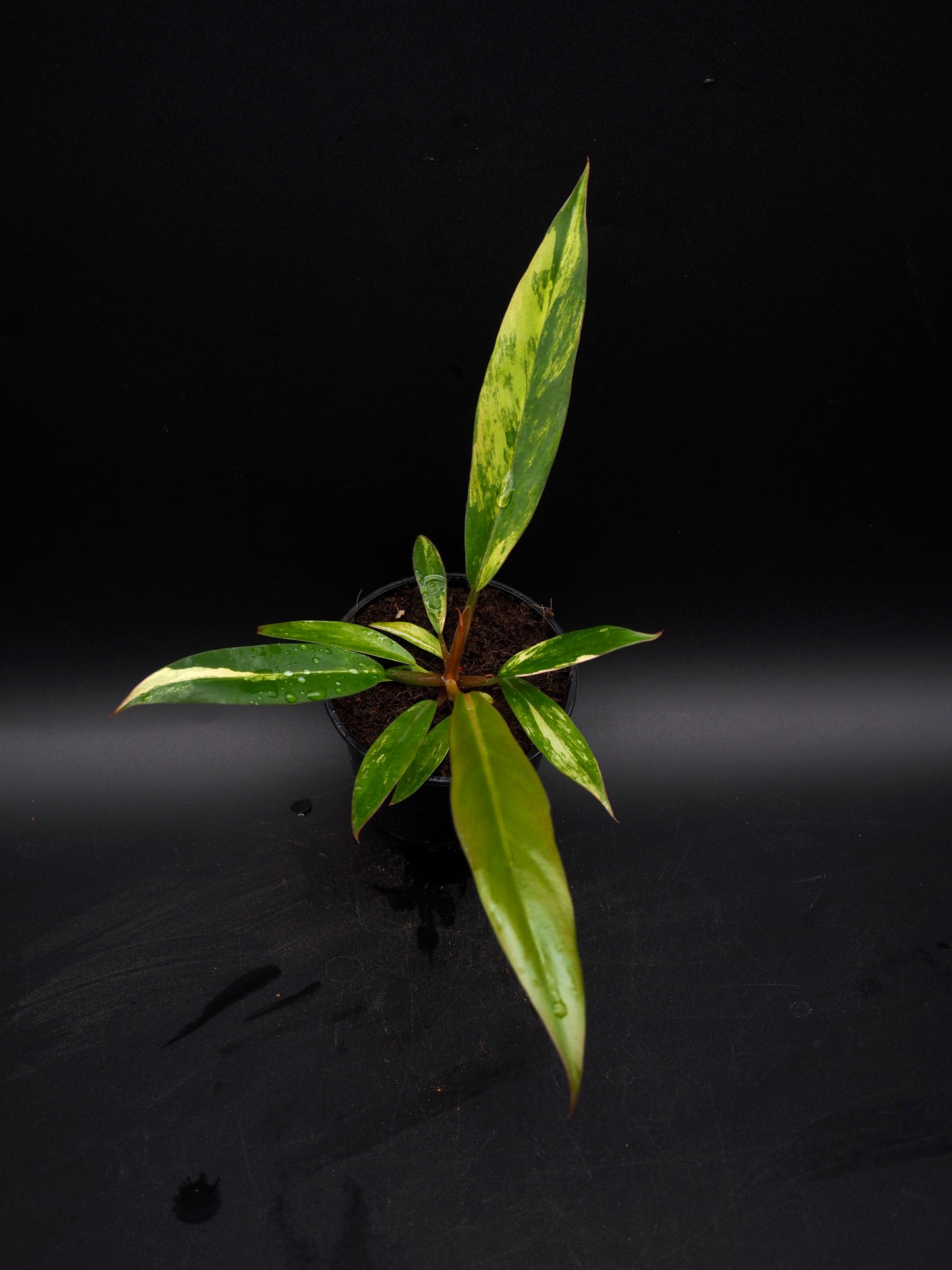 Philodendron Caramel Marble