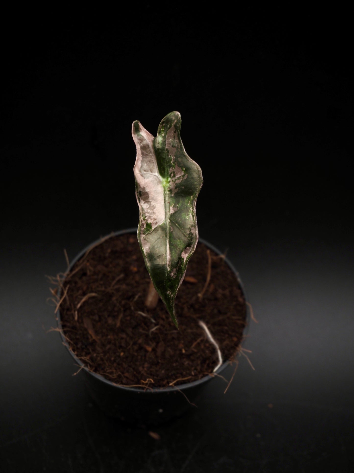 Alocasia Nobilis Pink