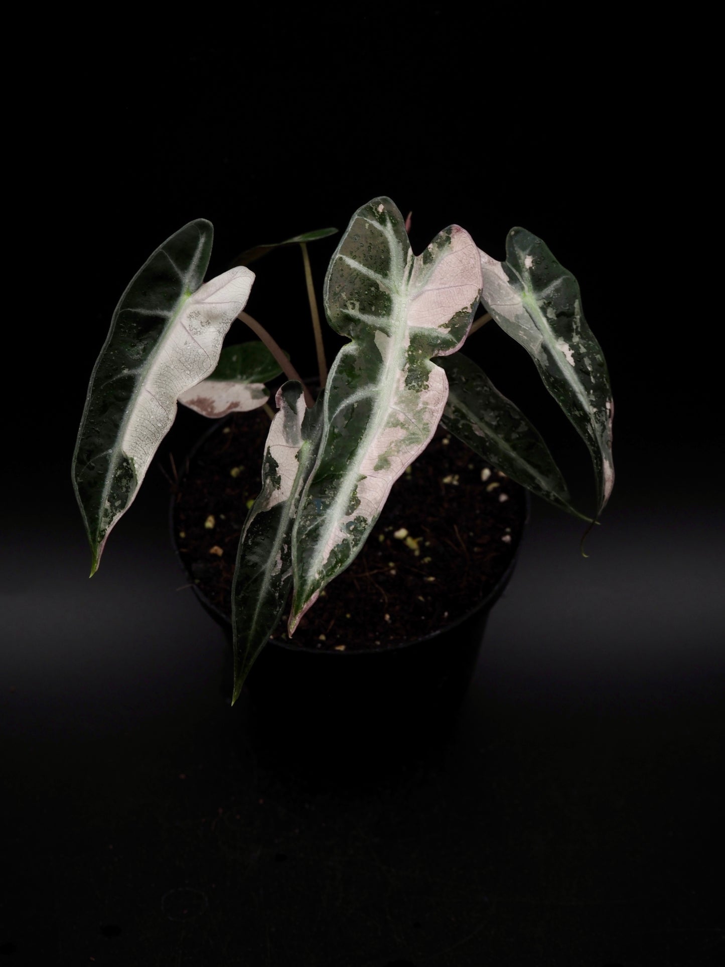 Alocasia Bambino Rose Variegata