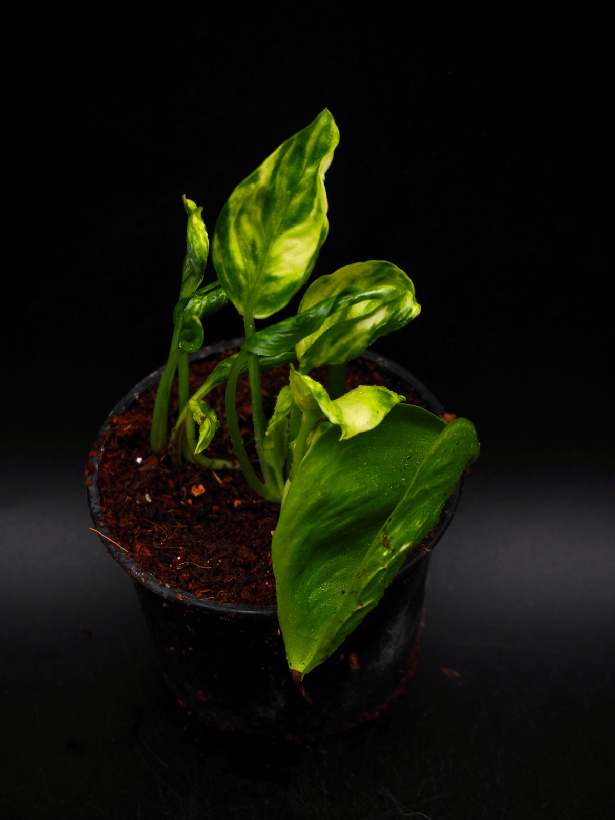 Epipremnum aureum Shangri La Variegata