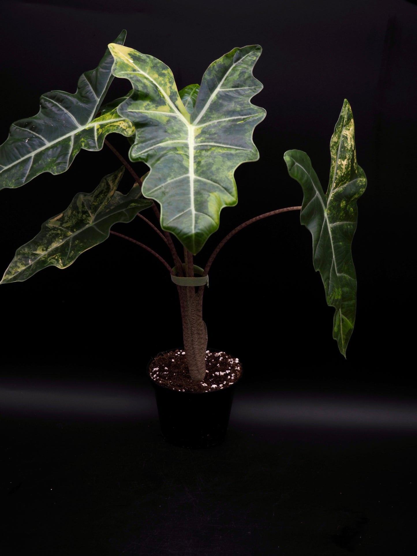 Alocasia Pseudo Sanderian Aurea Variegata