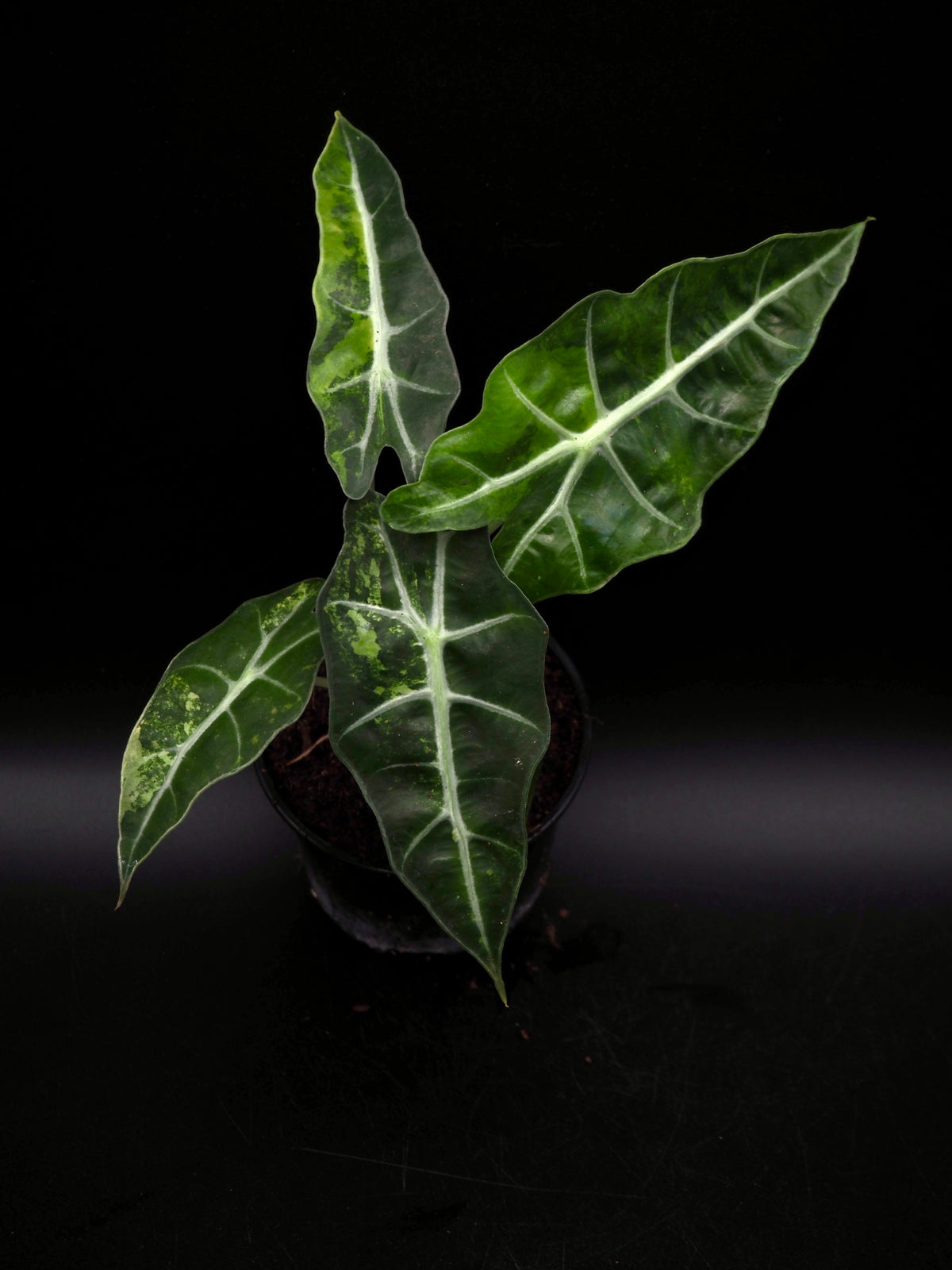 Alocasia Polly Aurea