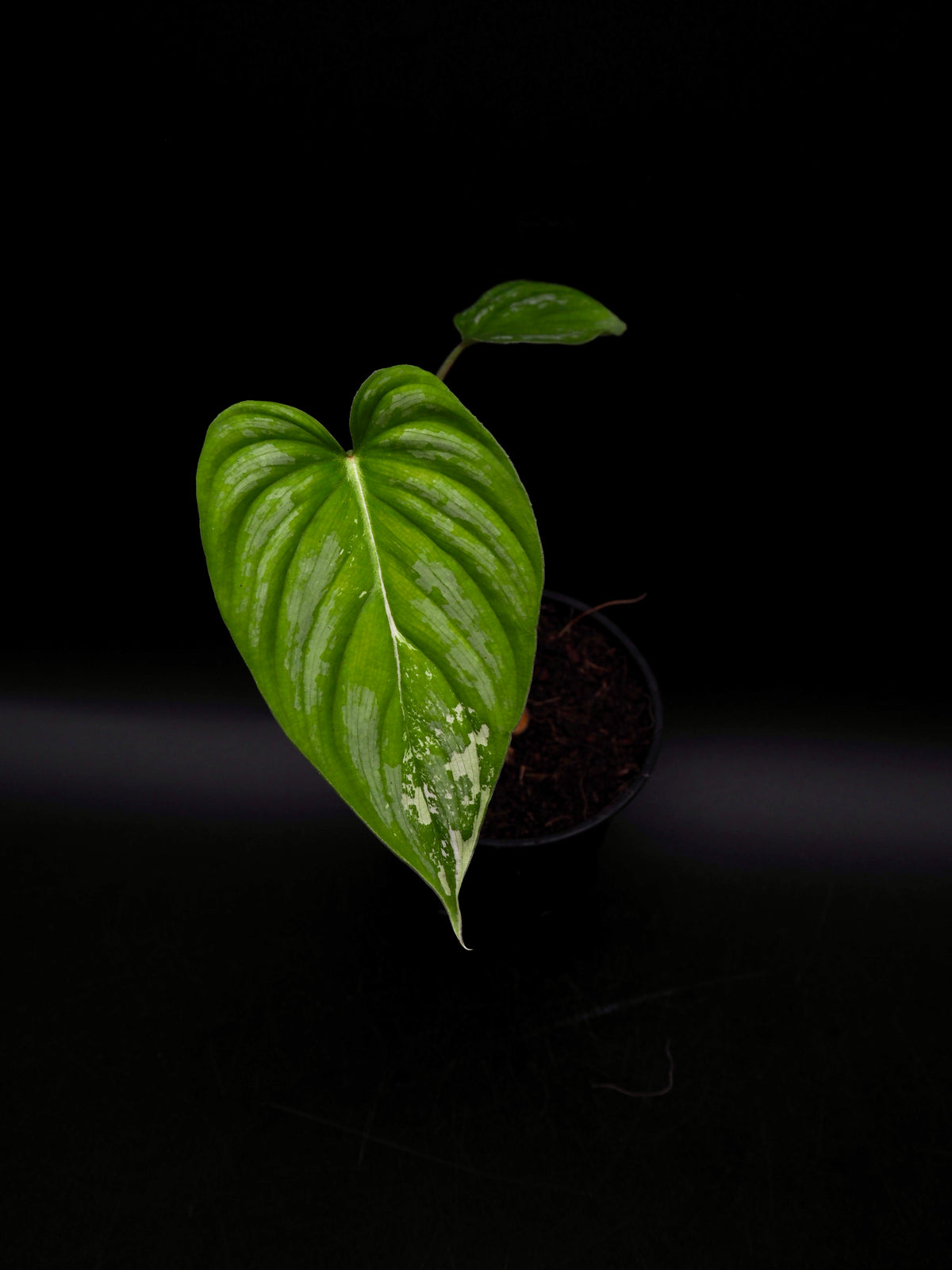 Philodendron Mamei Variegata