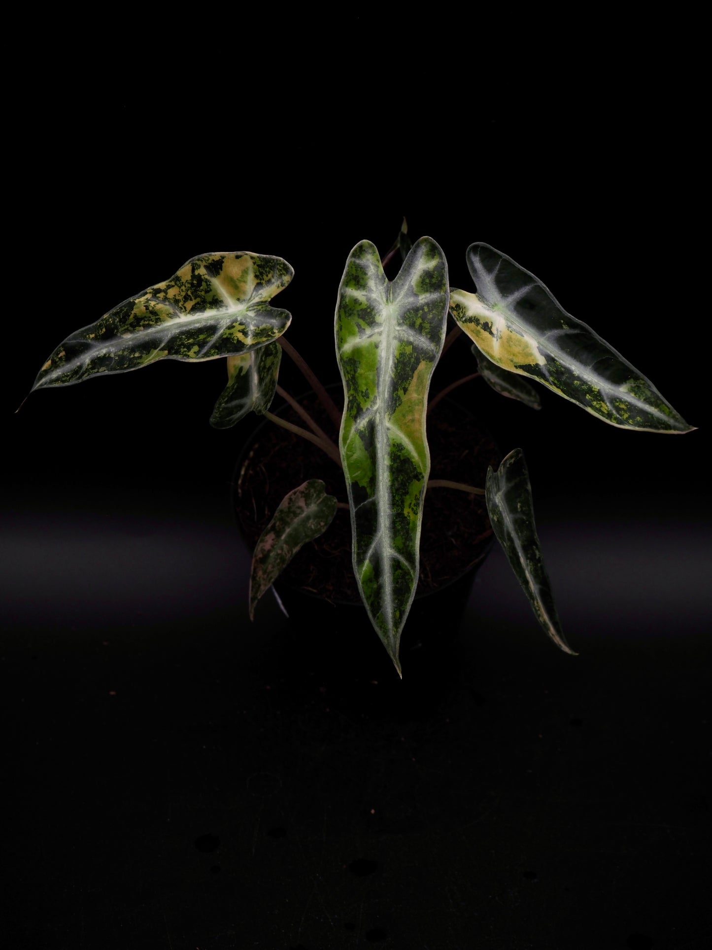 Alocasia Bambi Aurea