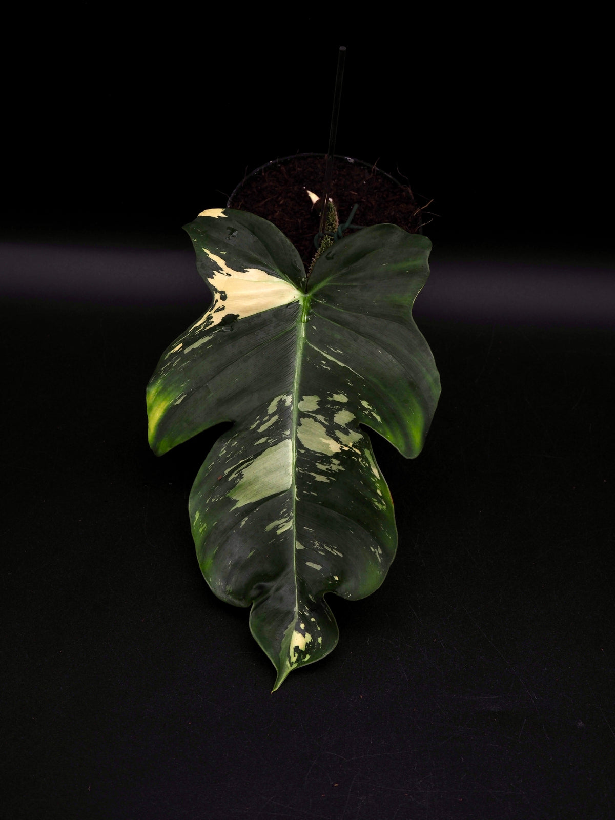 Philodendron Squamiferum Mint