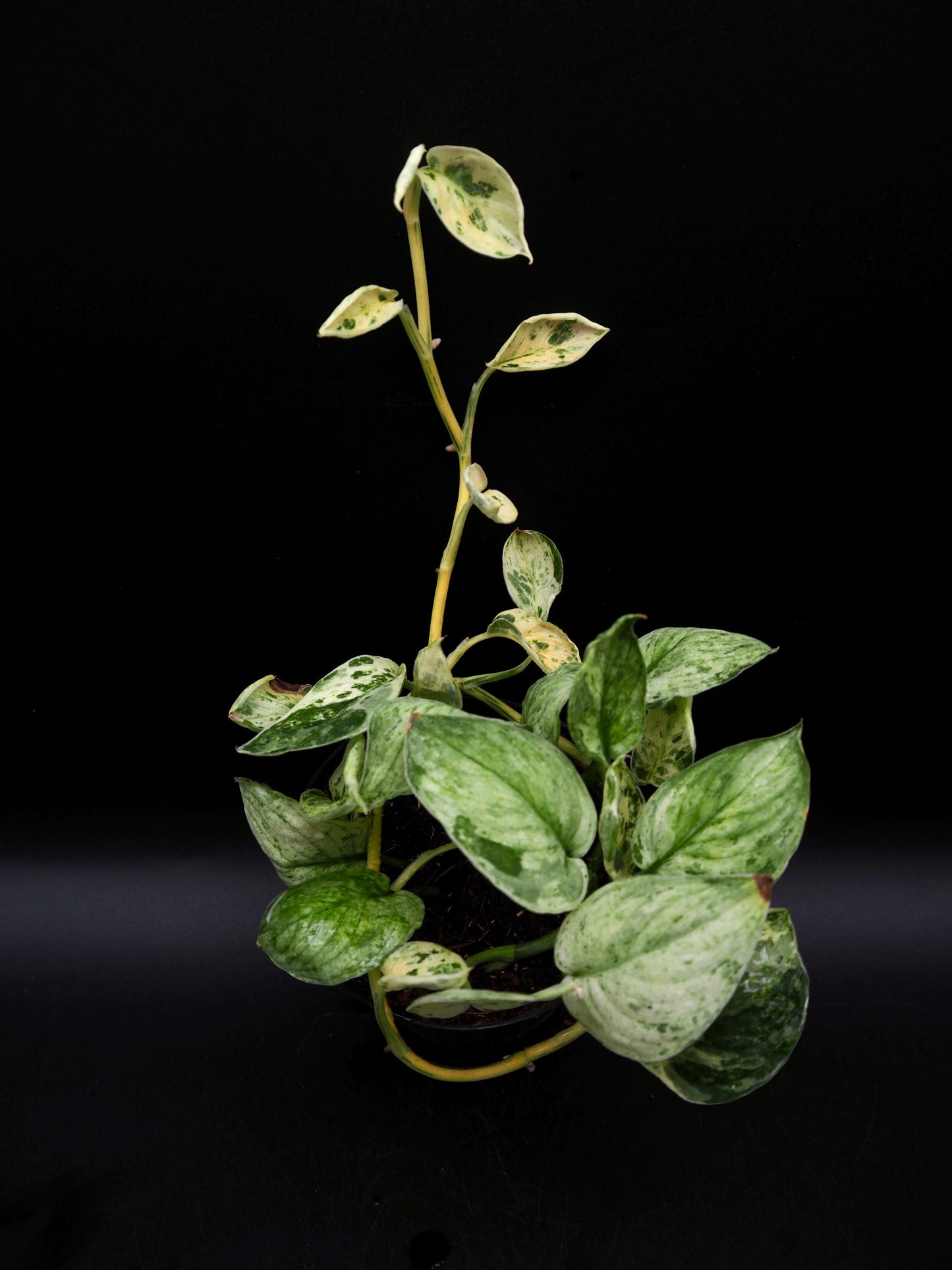 Scindapsus Jade Satin Marble