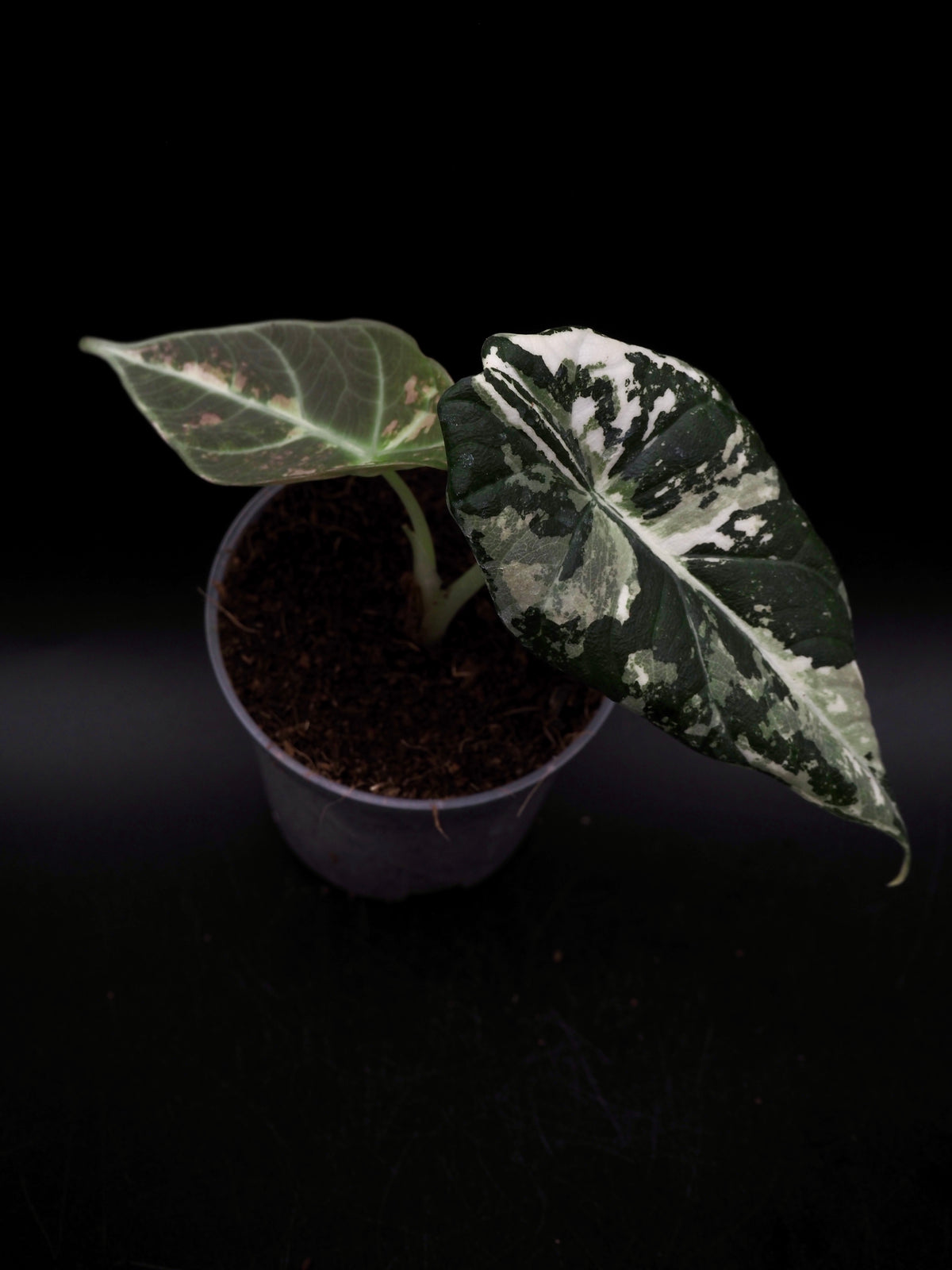 Alocasia Maharani Albo Variegata