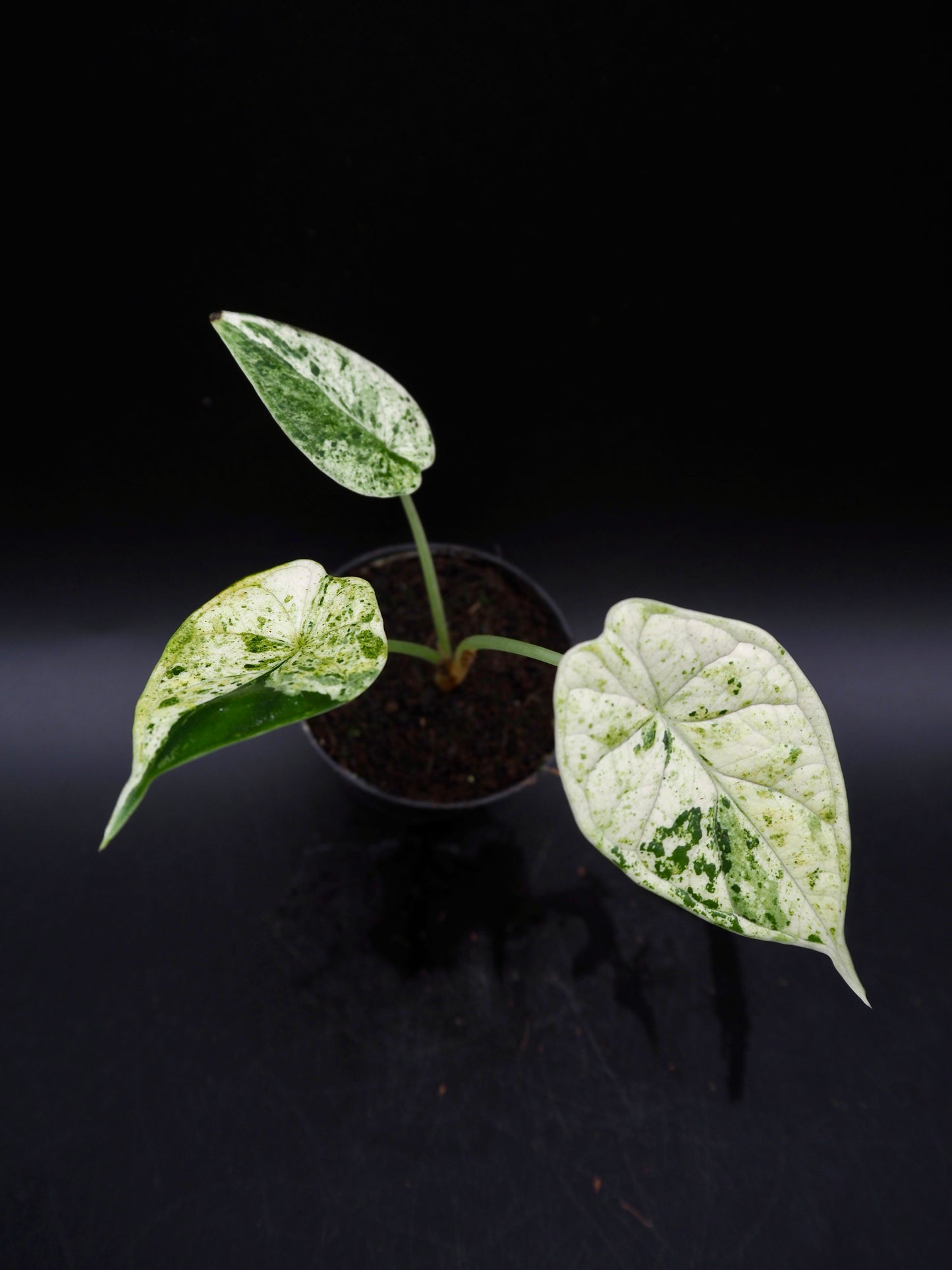 Alocasia Dragon Scale Mint Variegata