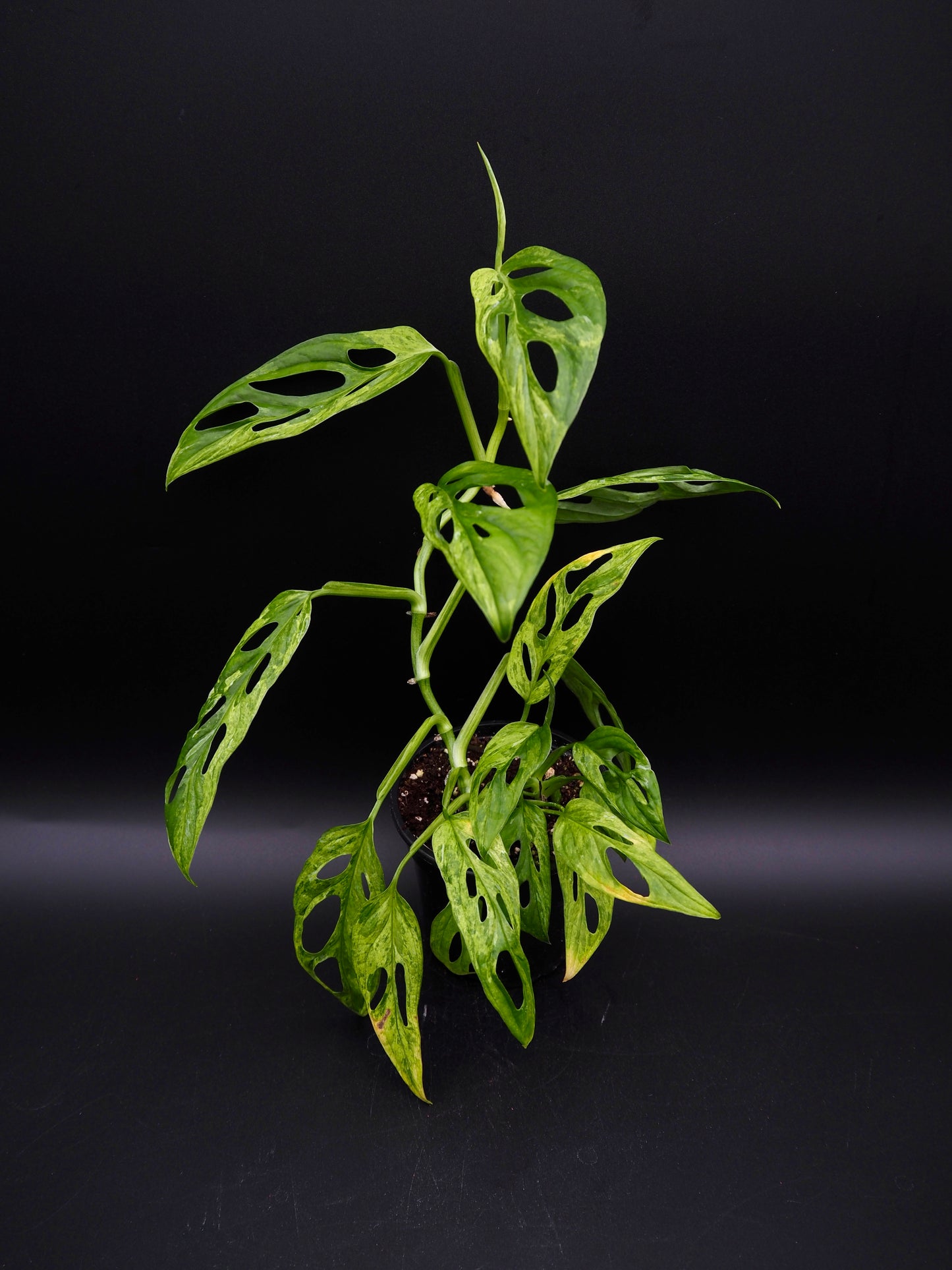 Monstera Adansonii Marbre indonésien