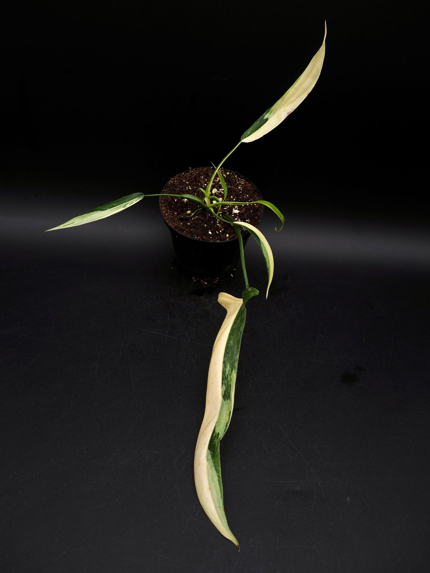 Philodendron Holtonianum Aurea