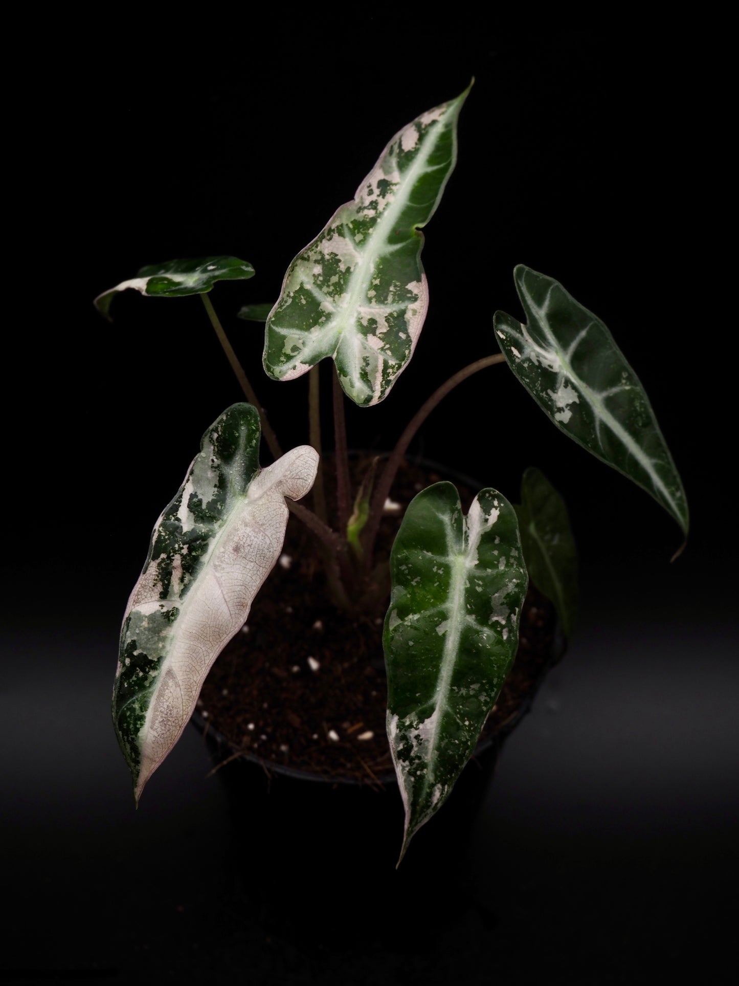 Alocasia Bambino Rose Variegata
