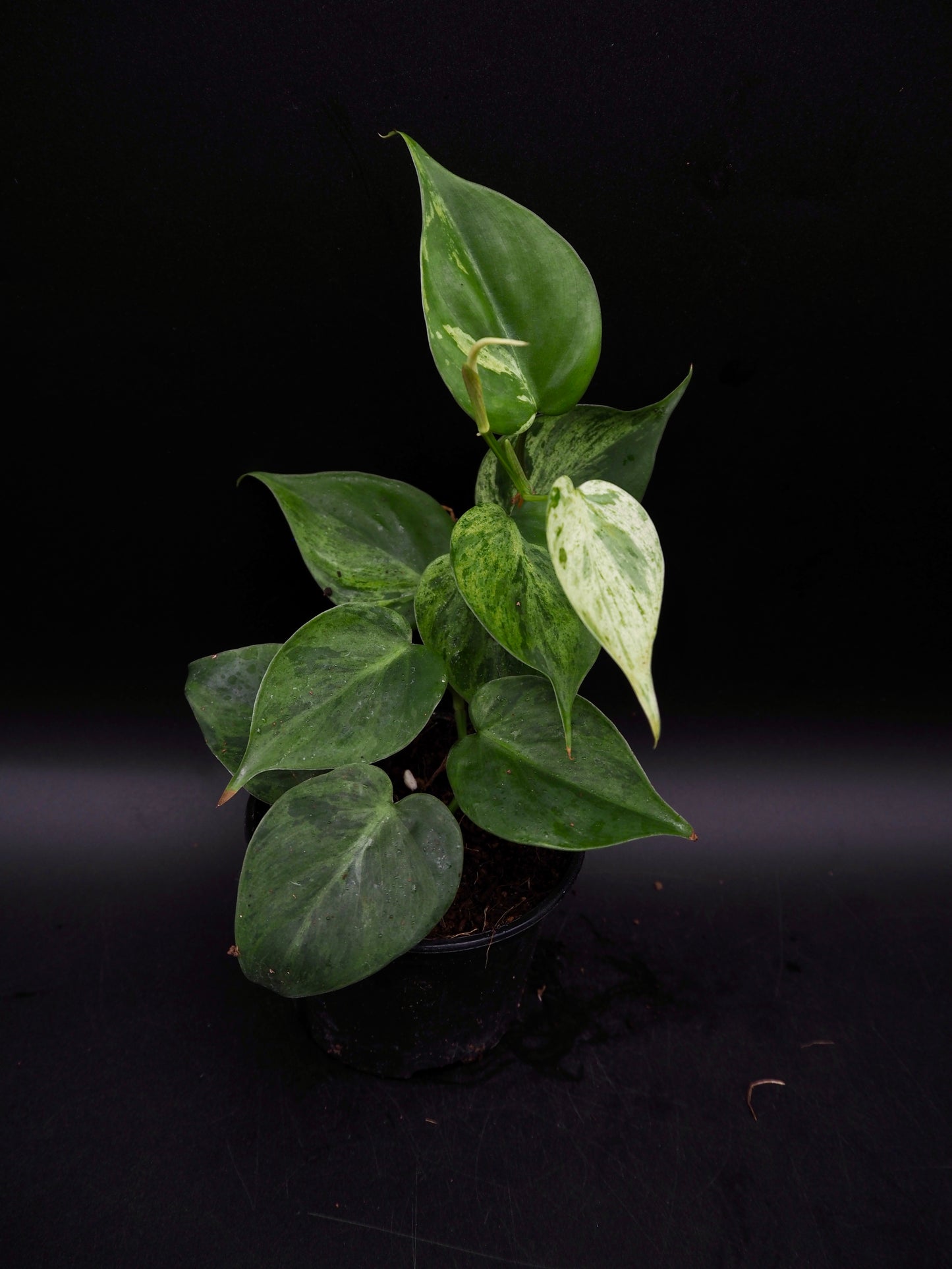 Philodendron Hederaceum Oxycardium Variegata