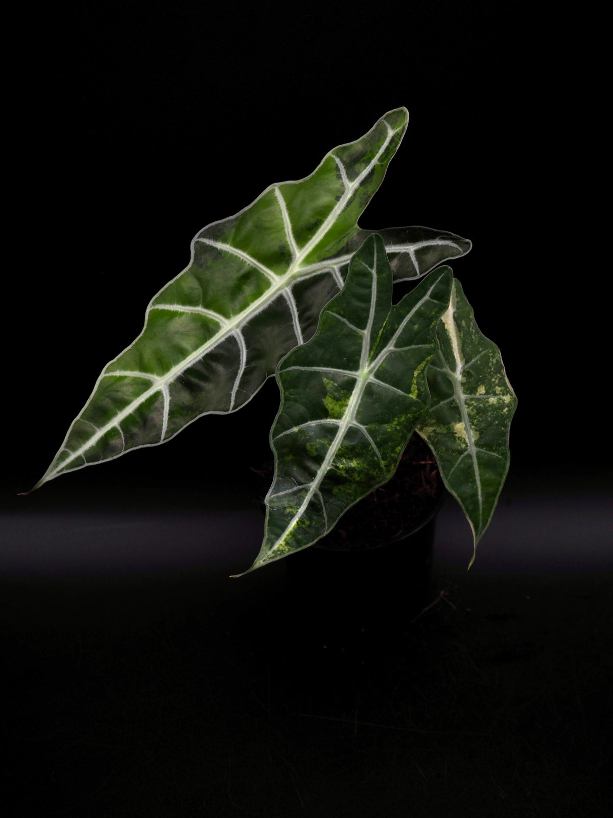 Alocasia Sanderiana Bull Aurea