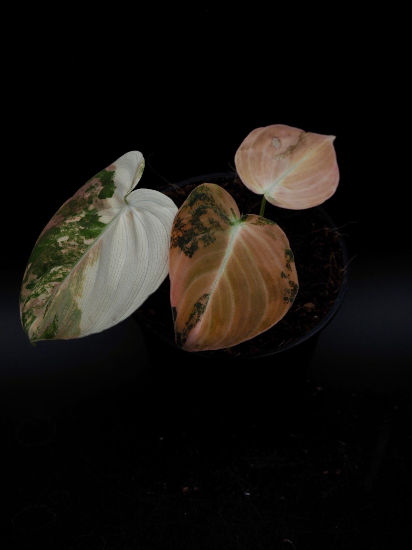 Philodendron Melanochrysum Bonfire