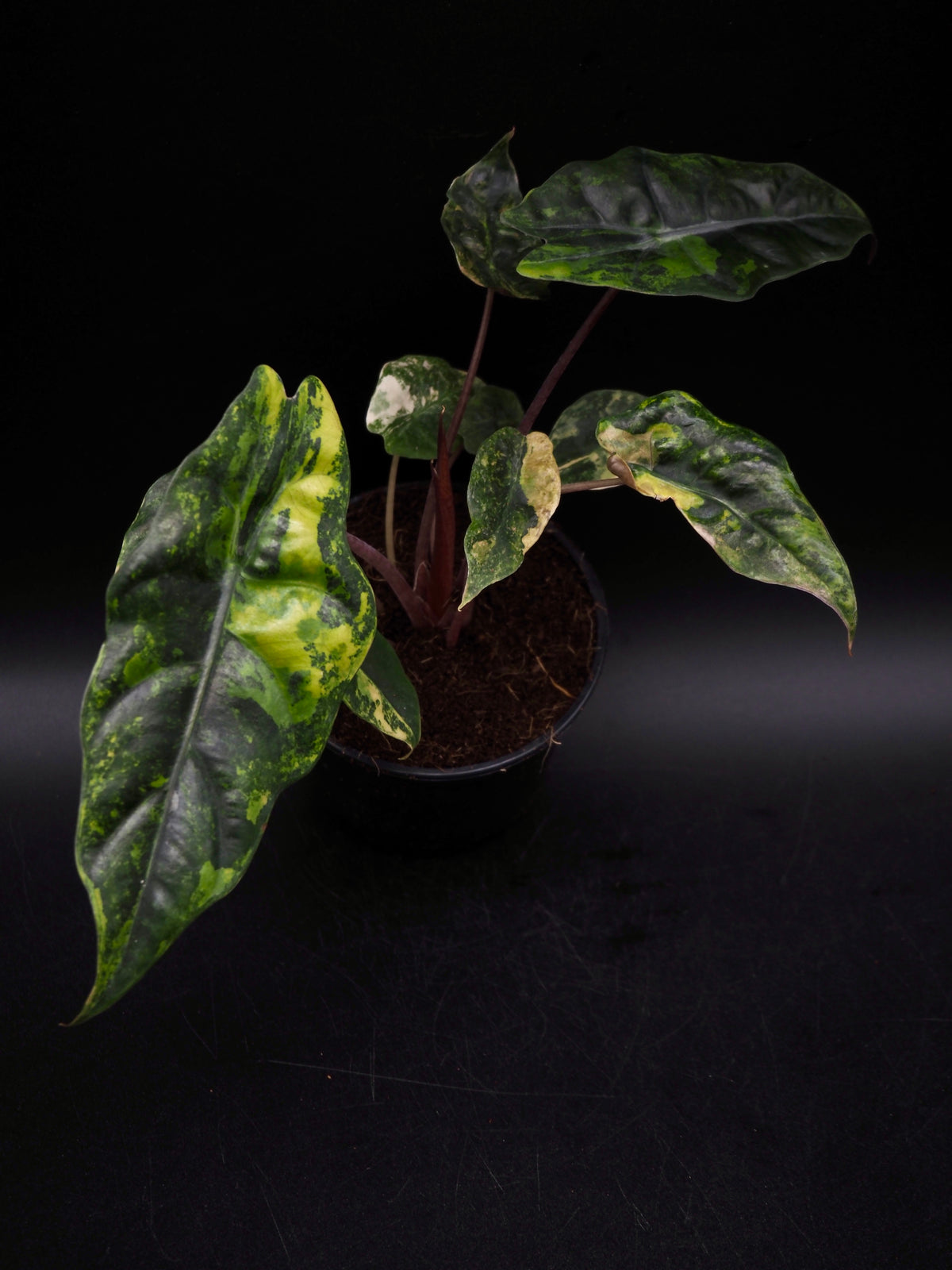 Alocasia Chantrieri Aurea Variegata