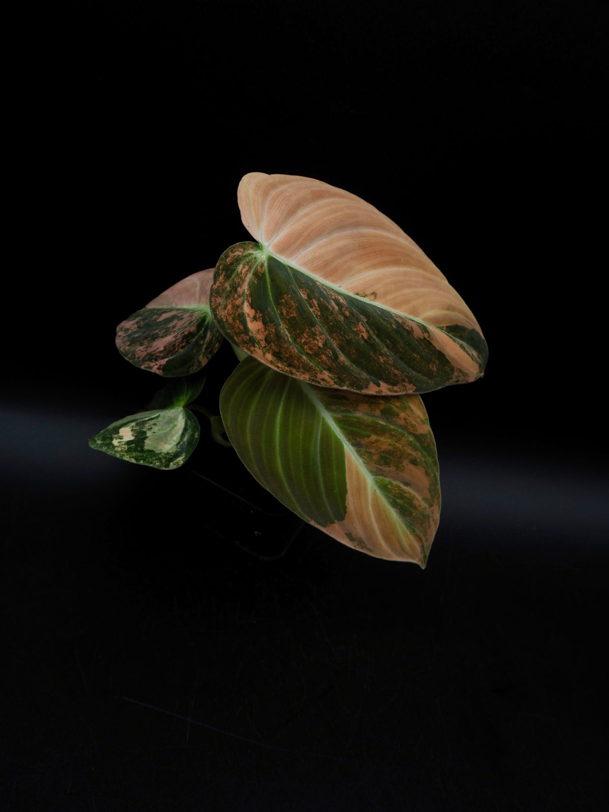 Philodendron Melanochrysum Bonfire
