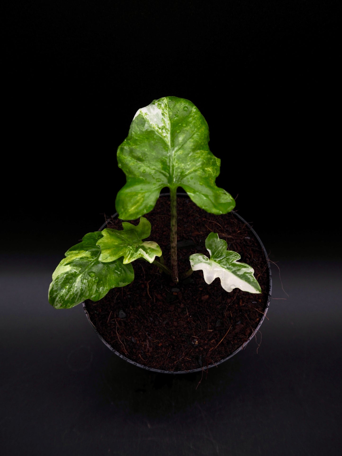 Alocasia Brancifolia Albo