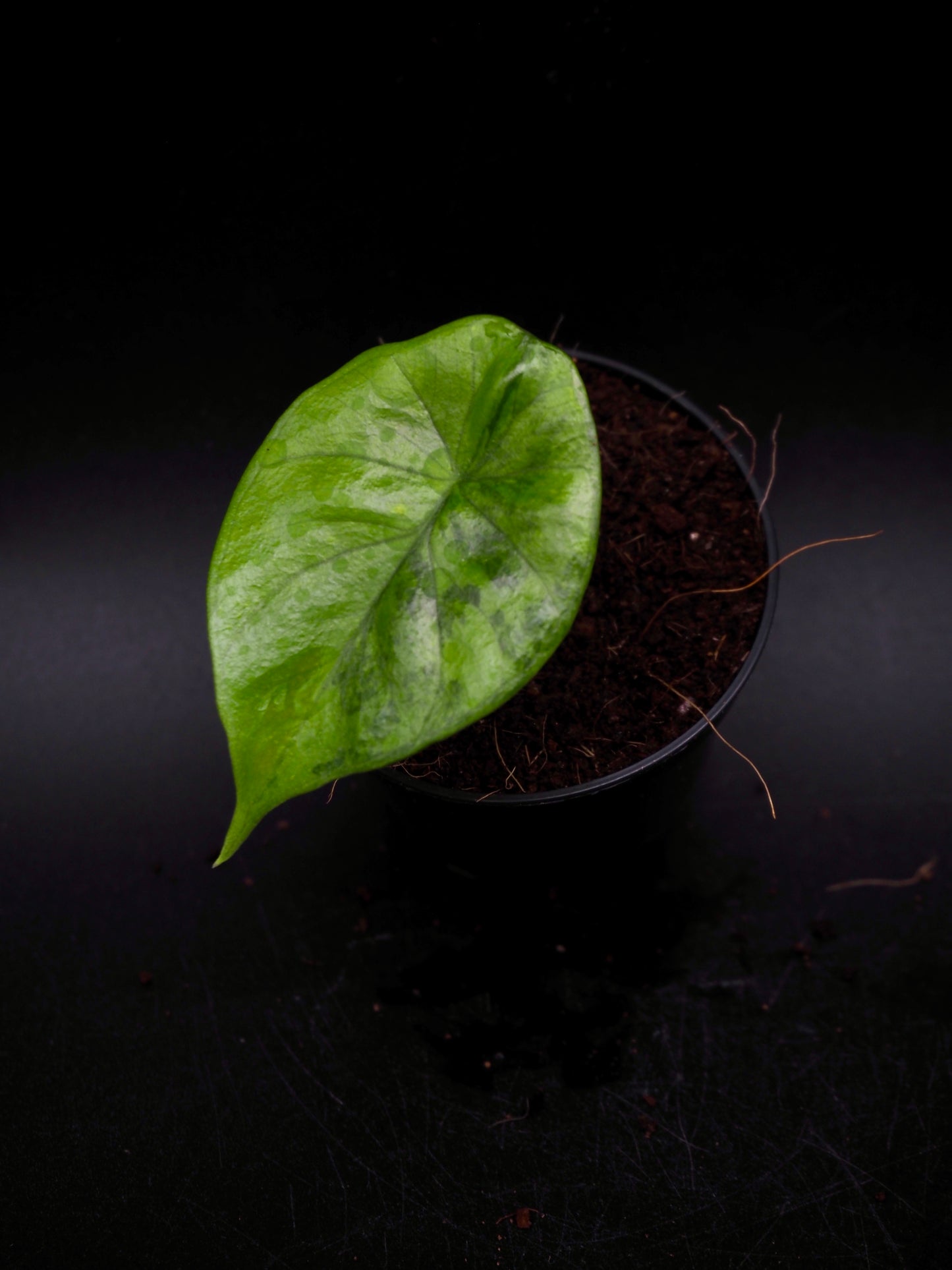 Alocasia Sinuata Aurea