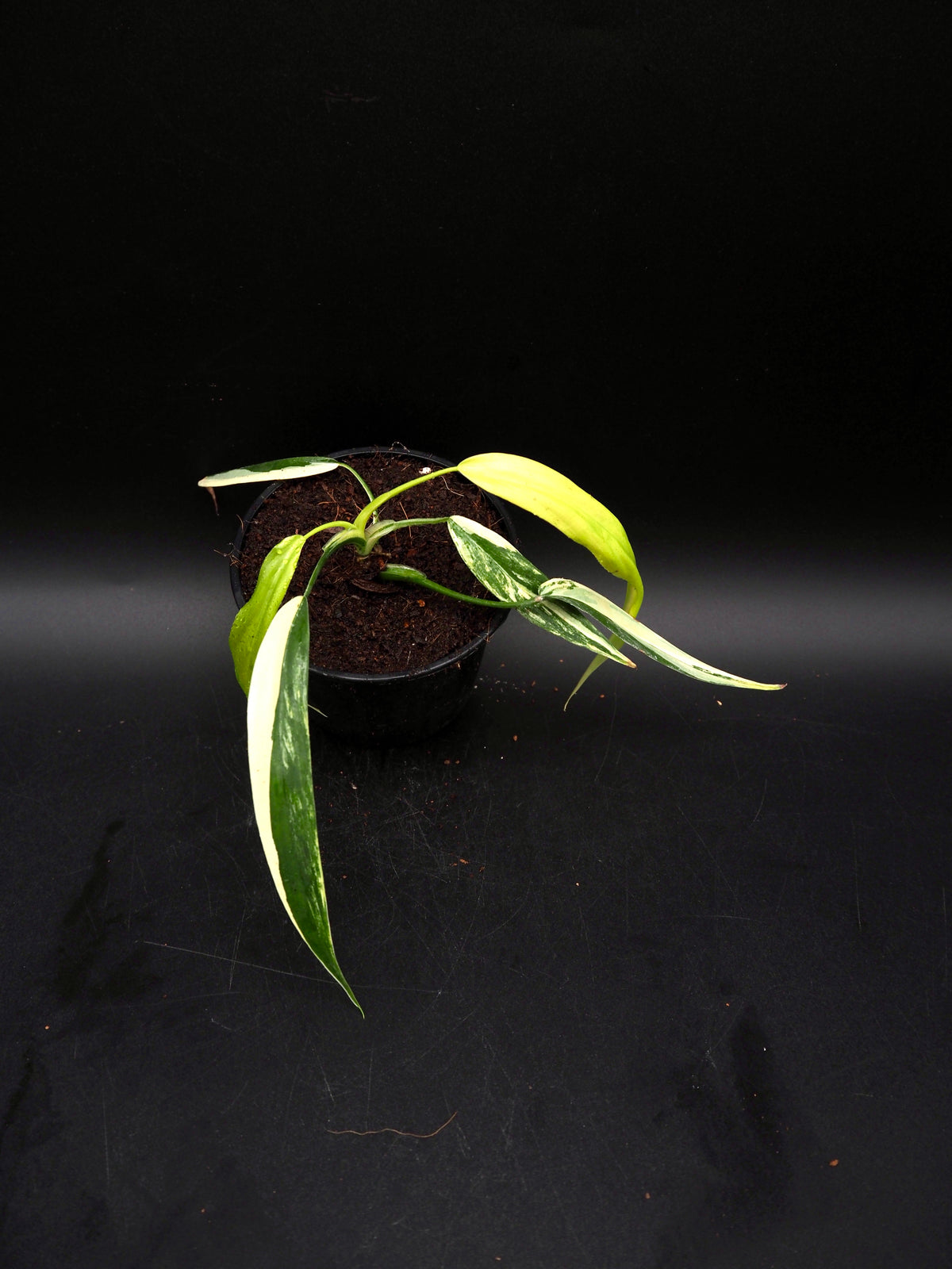 Philodendron Holtonianum Aurea