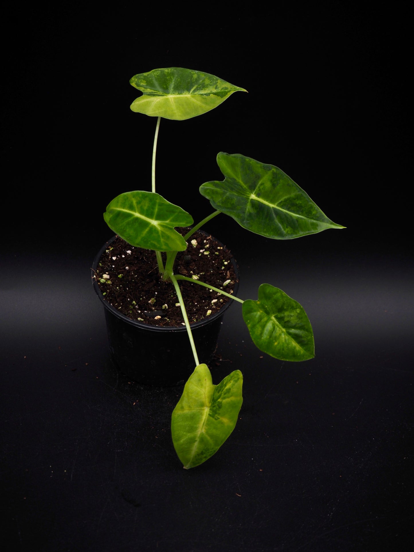 Alocasia Frydek gog