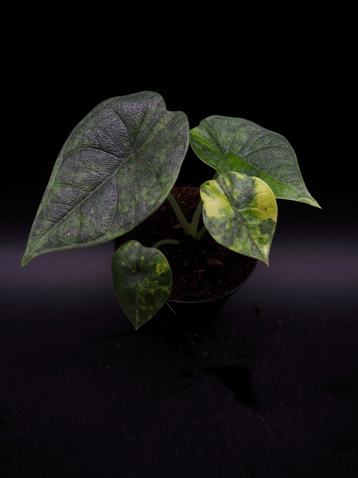 Alocasia Melo Aurea Variegata Long Form