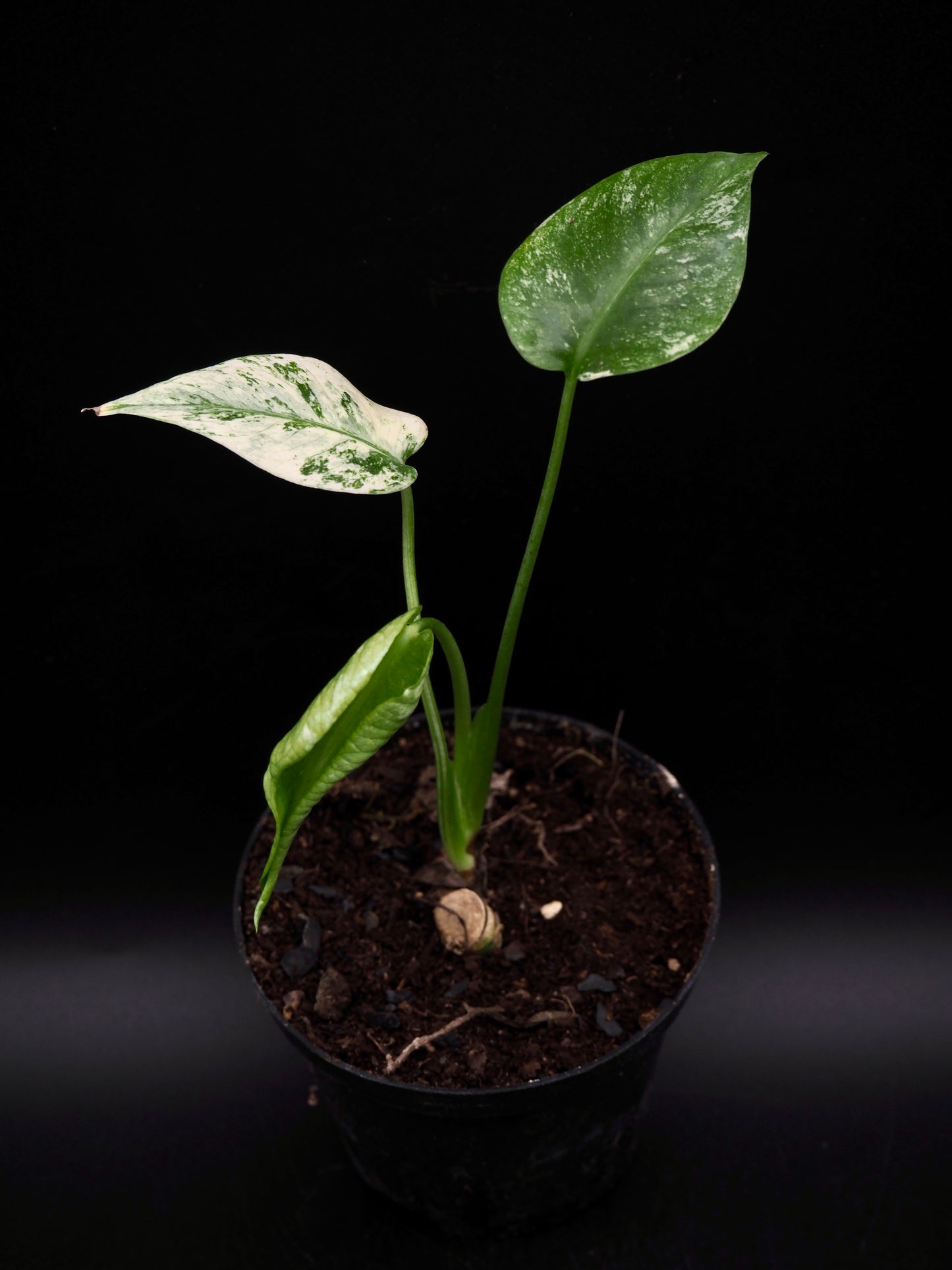 Monstera Deliciosa White Monster