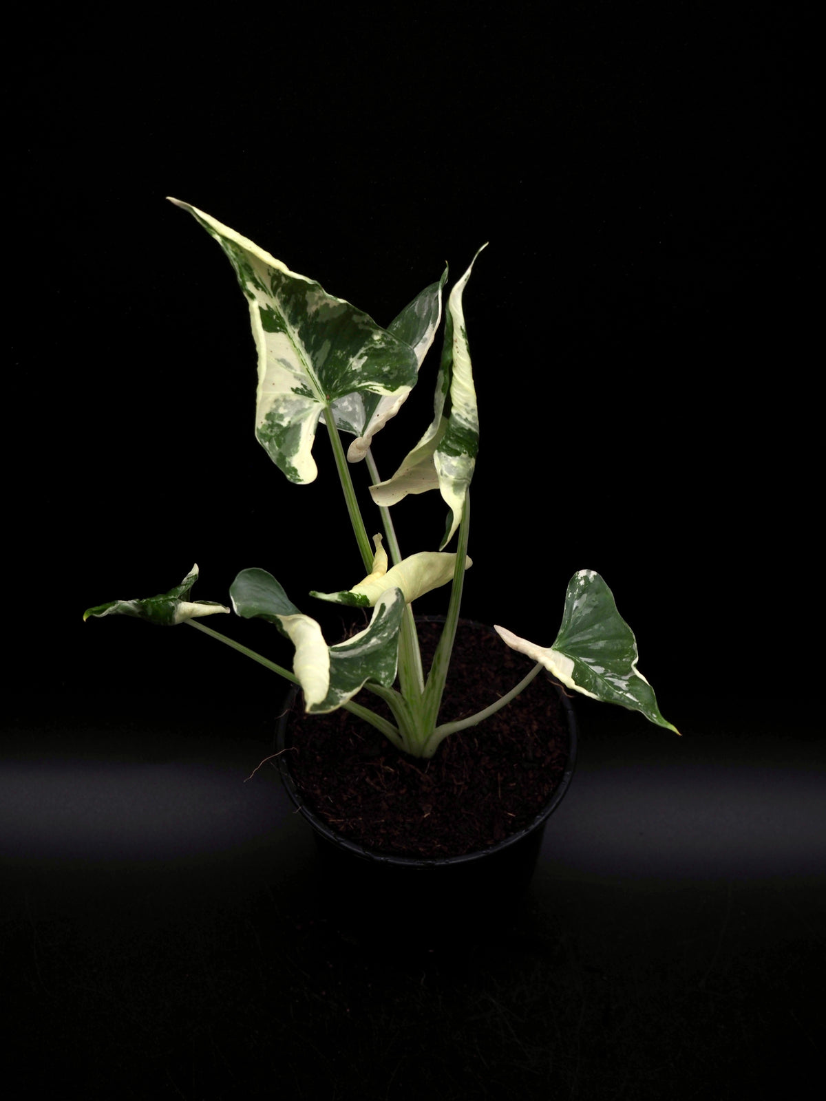 Alocasia Triangularis Albo