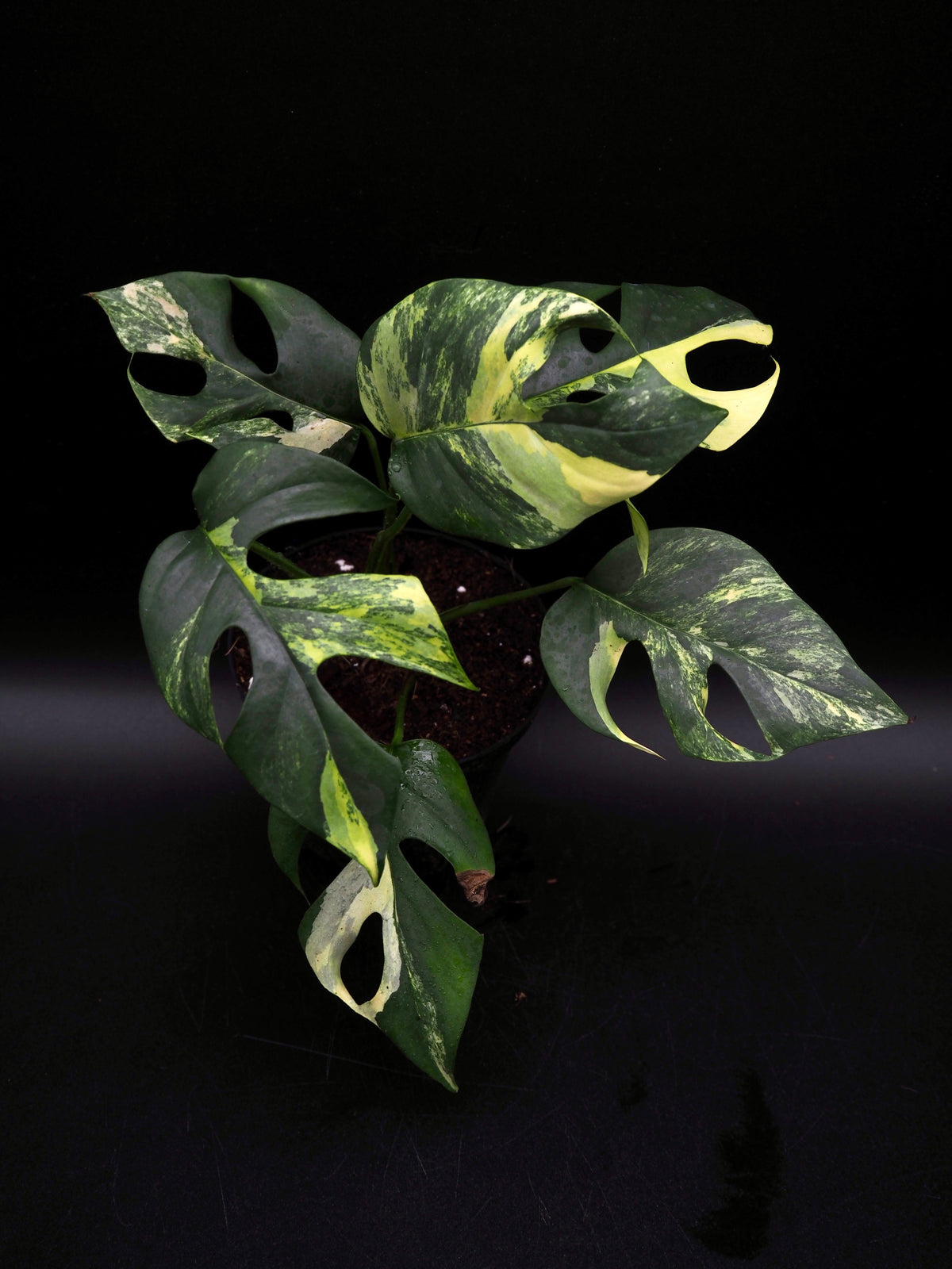 Rhaphidophora Tetrasperma Aurea Variegata
