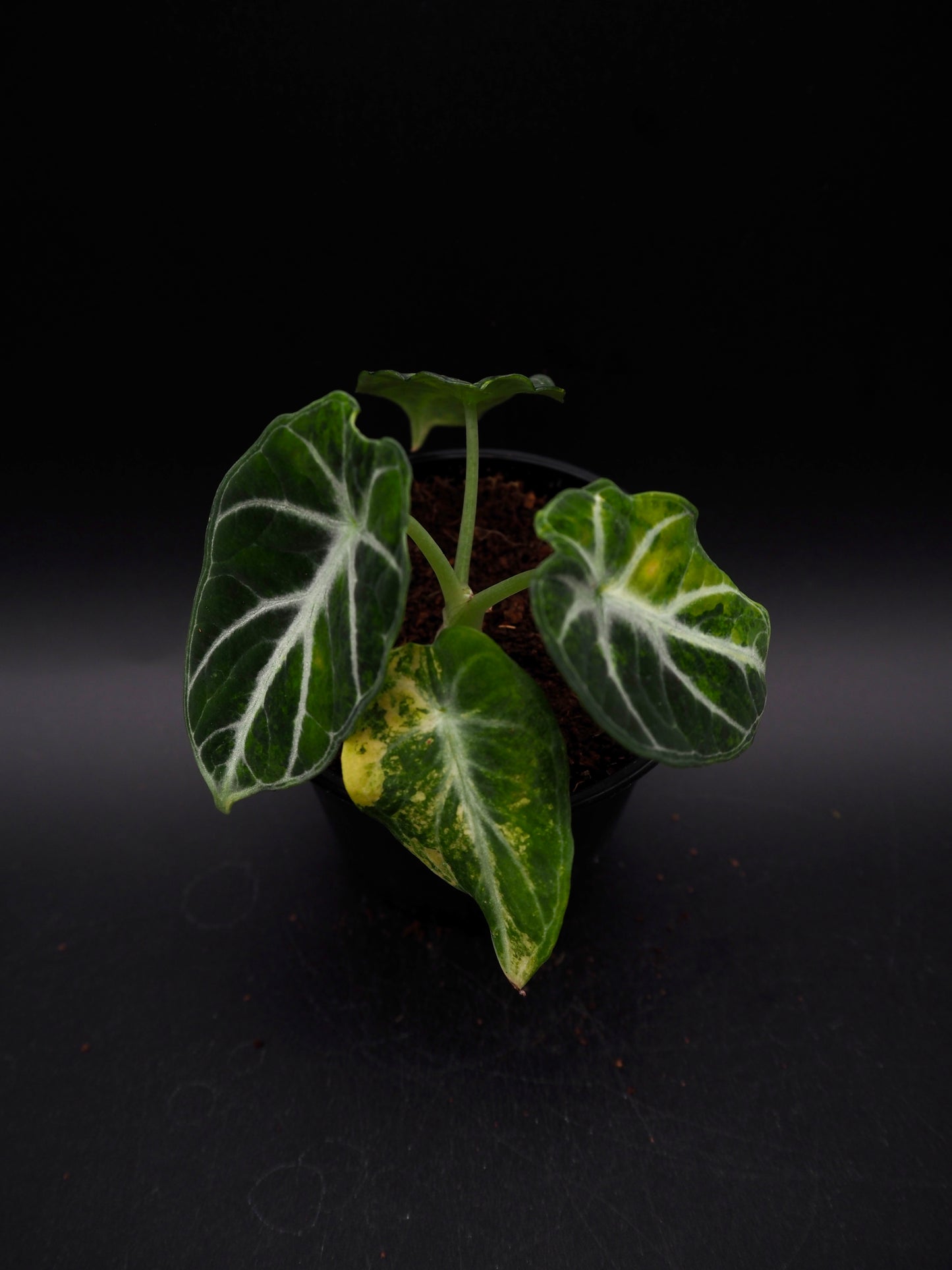 Alocasia Ninja Aurea