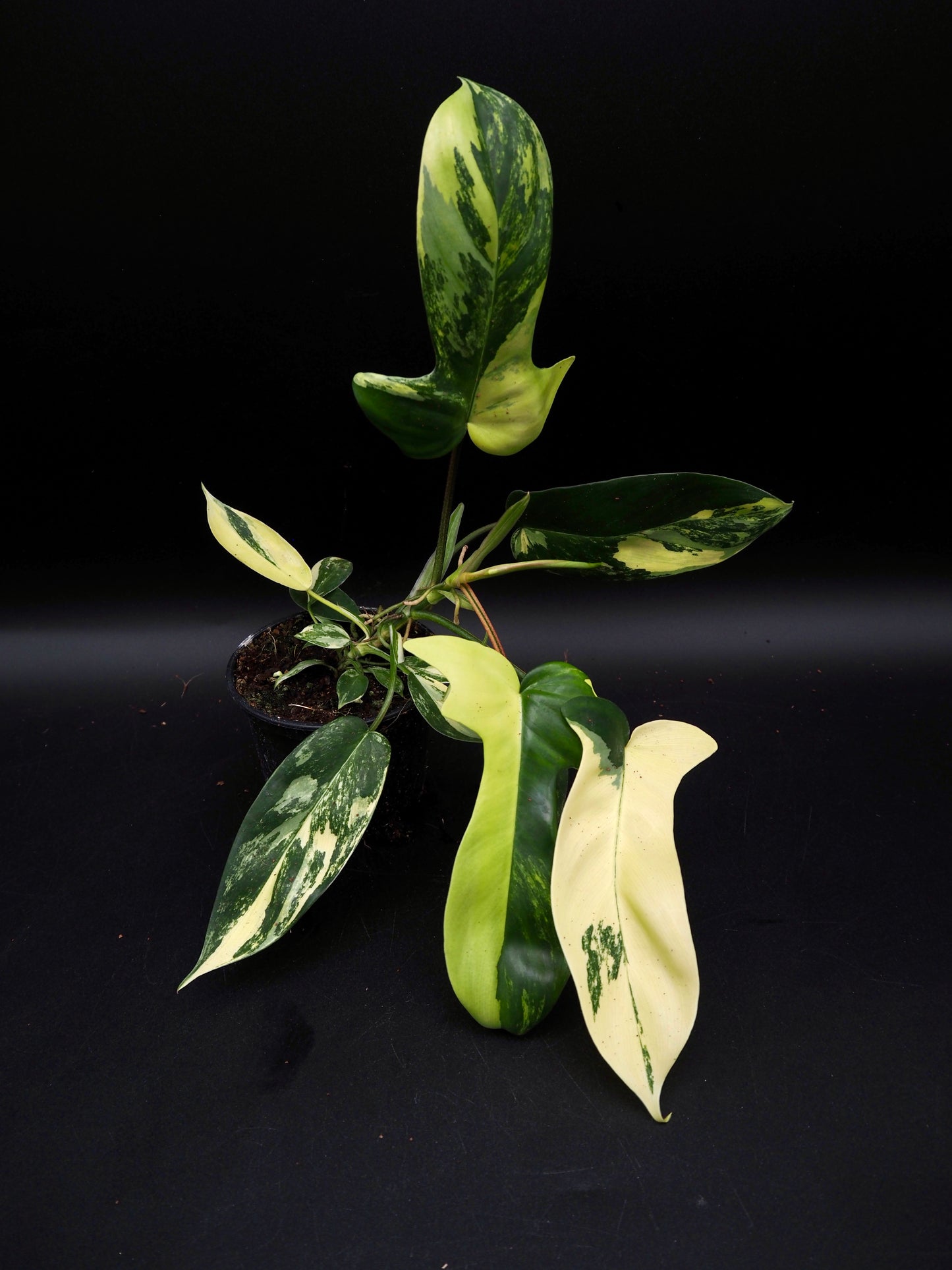 Philodendron Florida Beauty