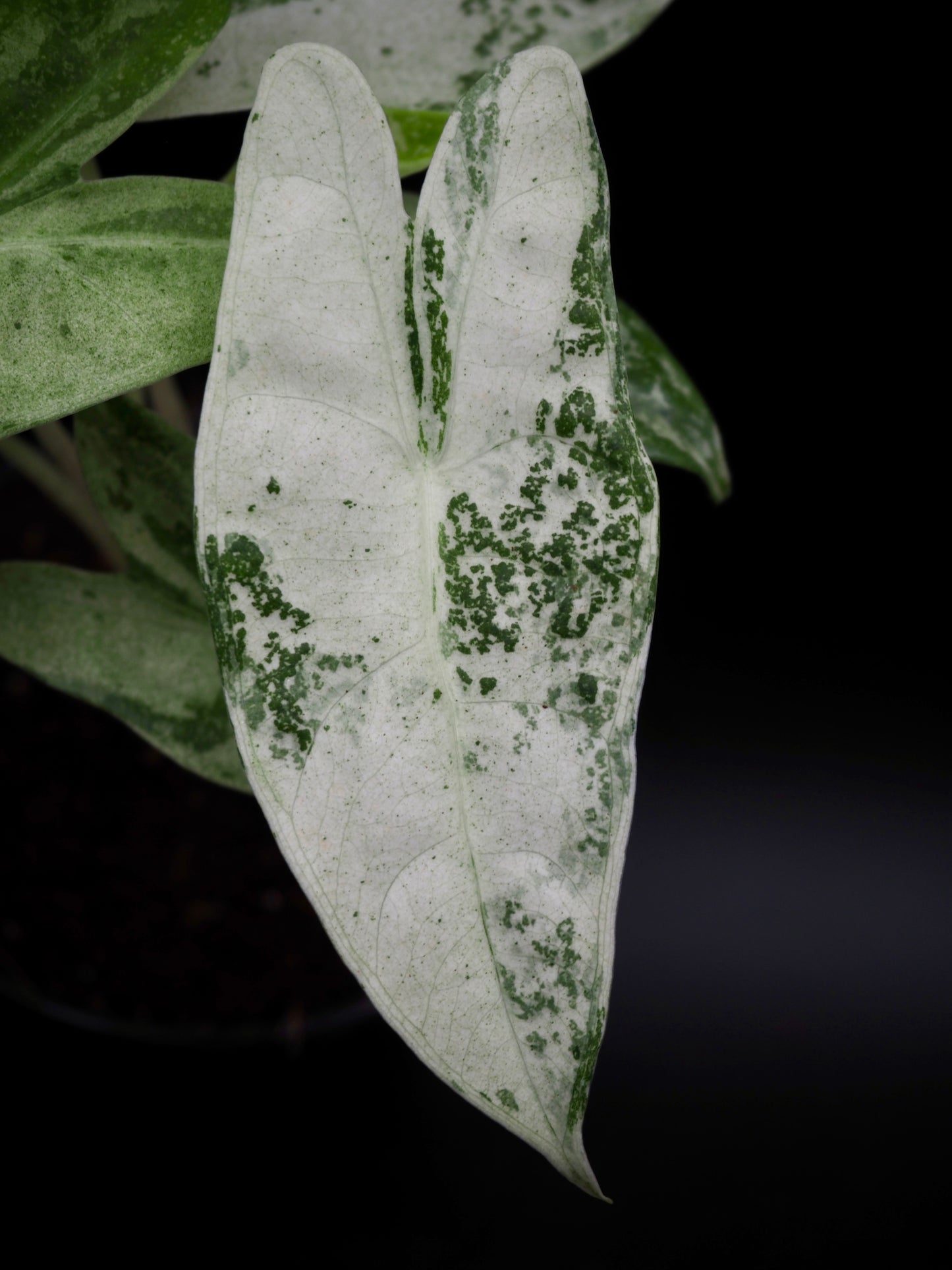 Alocasia Longlioba Thai Con