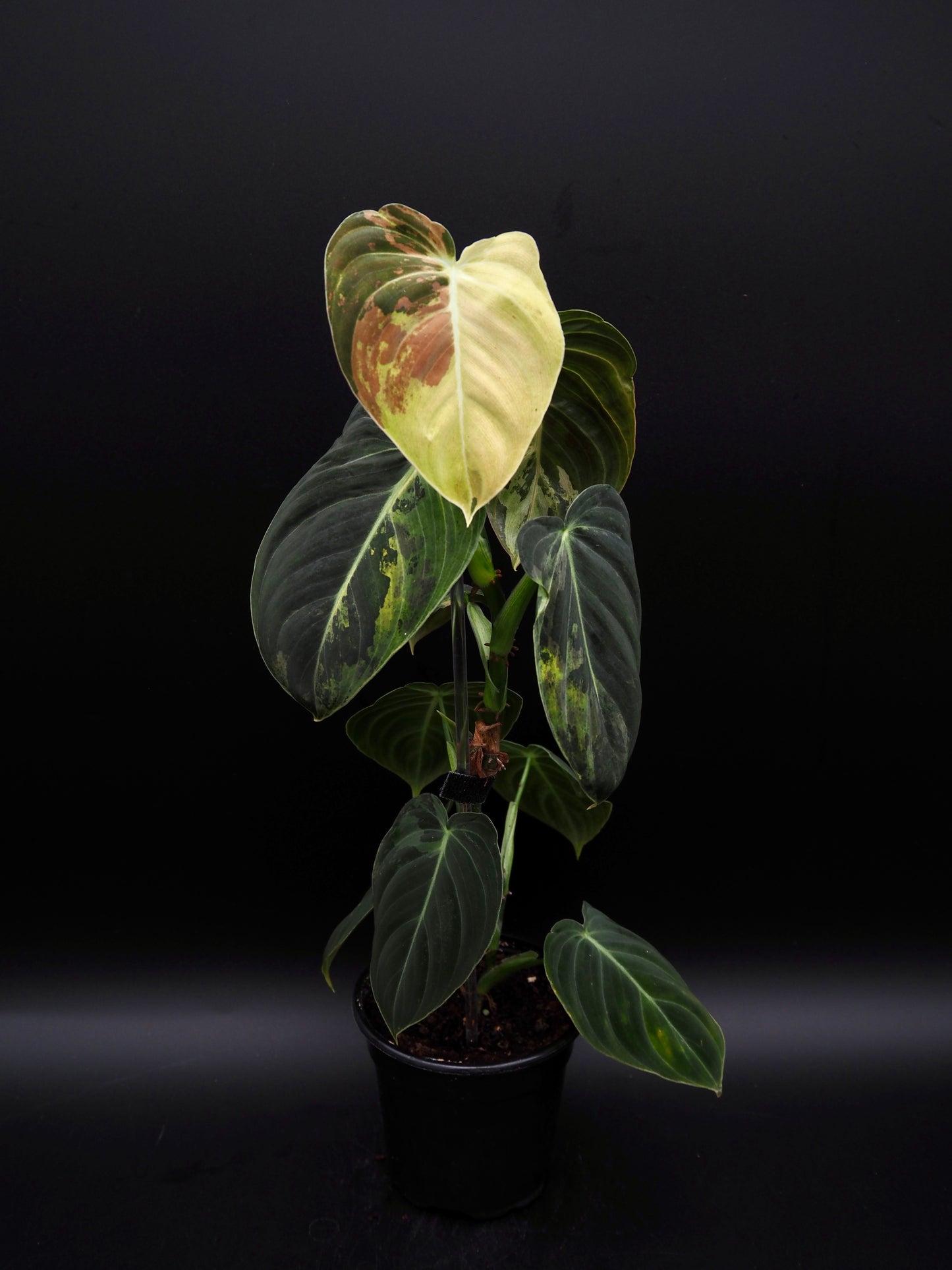 Philodendron Melanochrysum Variegata