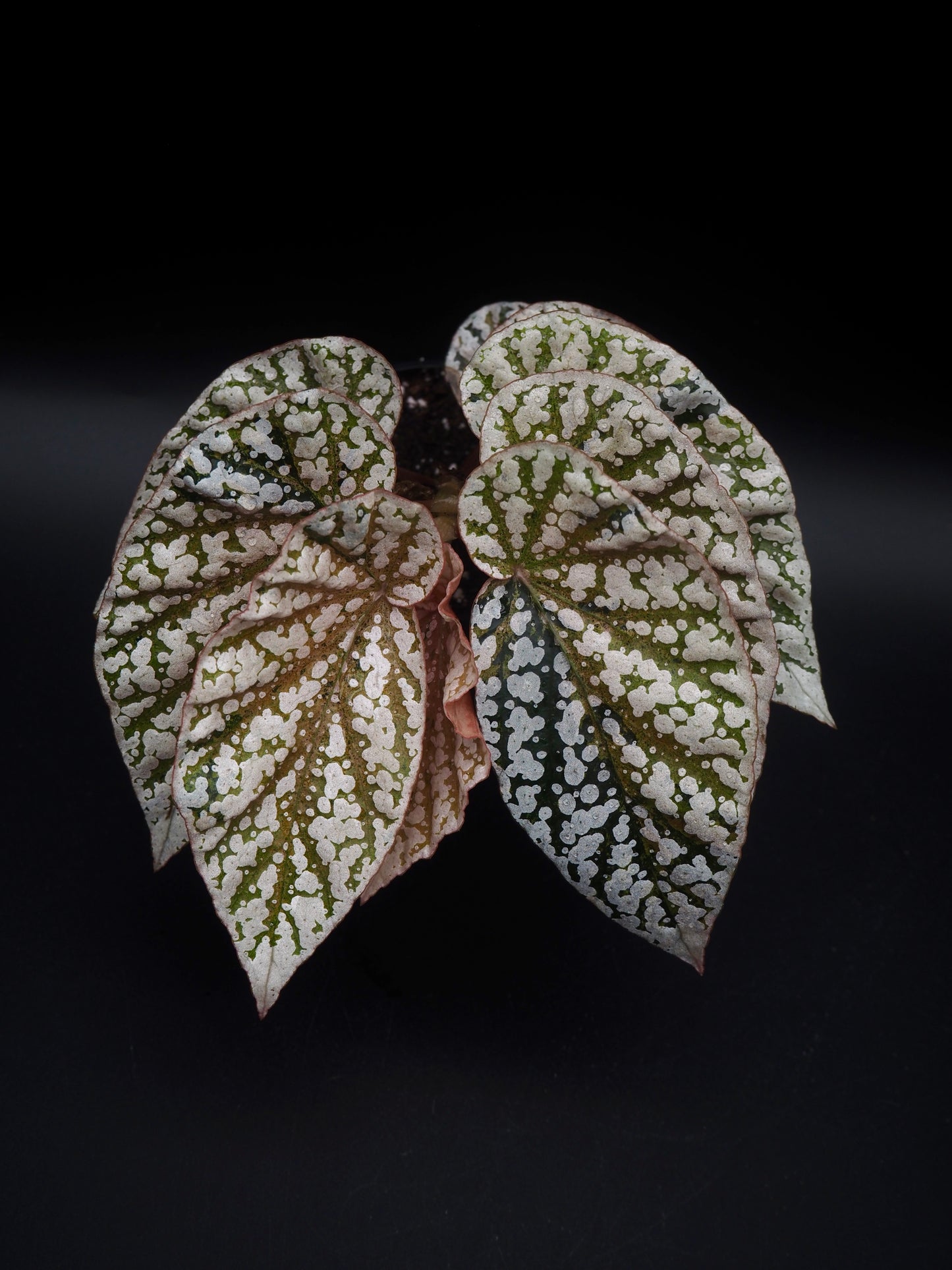 Bégonia variegata aux sommets enneigés