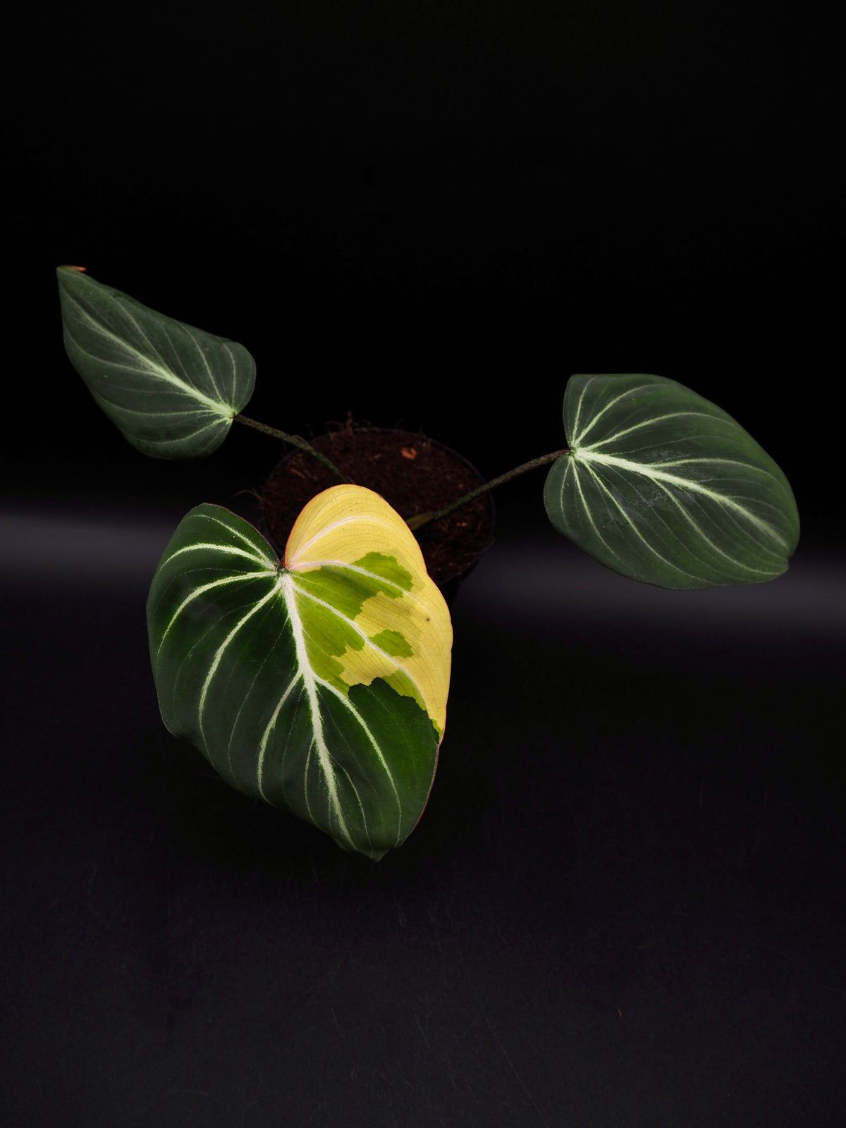 Philodendron Gloriosum Albo Variegata