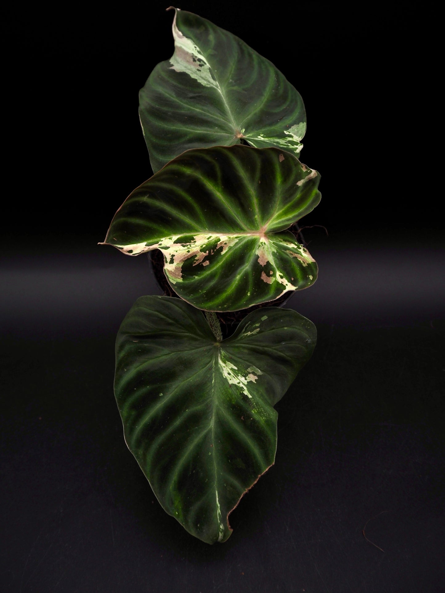 Philodendron Verucosum Pink Galaxy