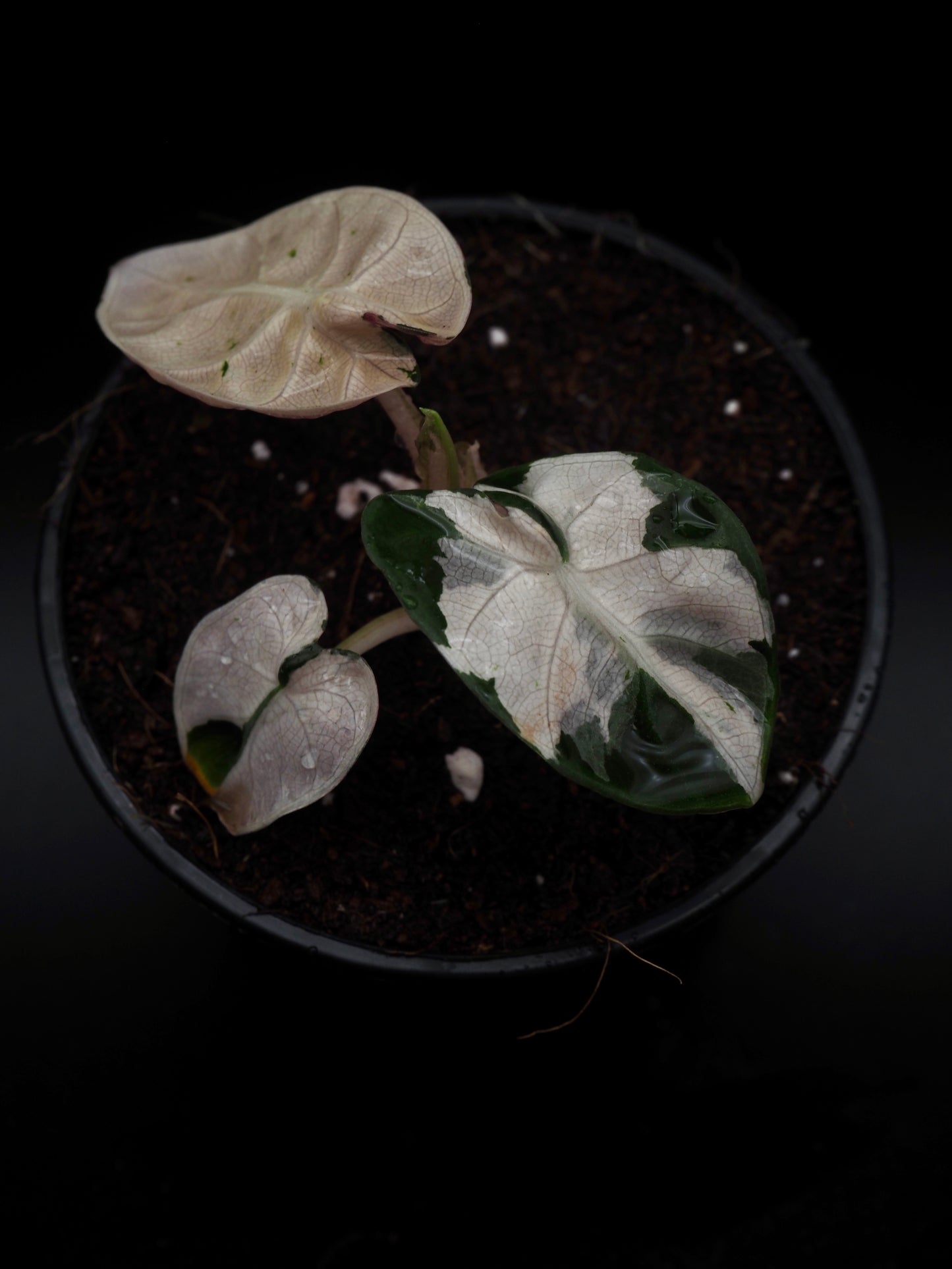 Alocasia Baloon Heart Pink