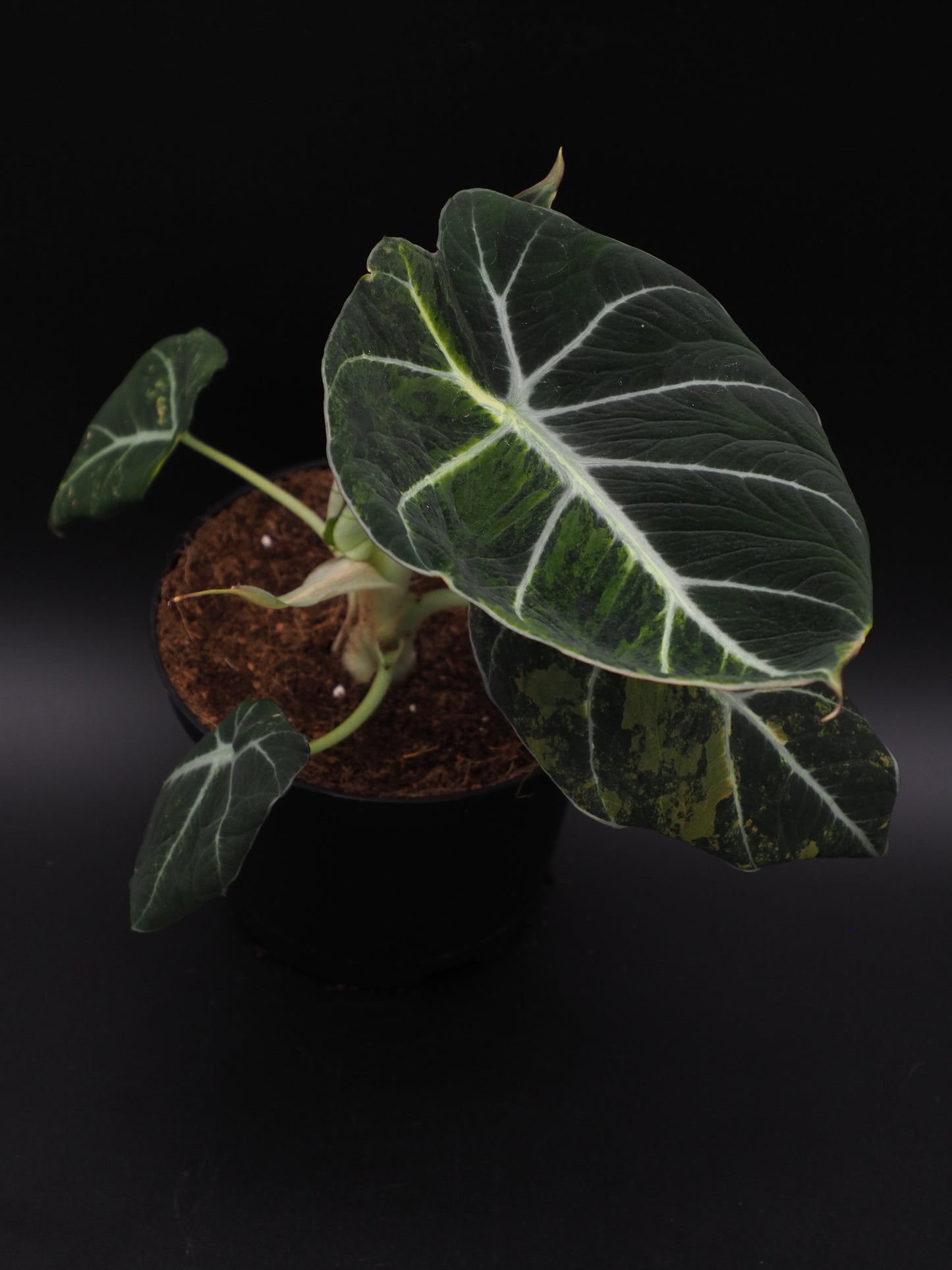 Alocasia Velours Noir Aurea