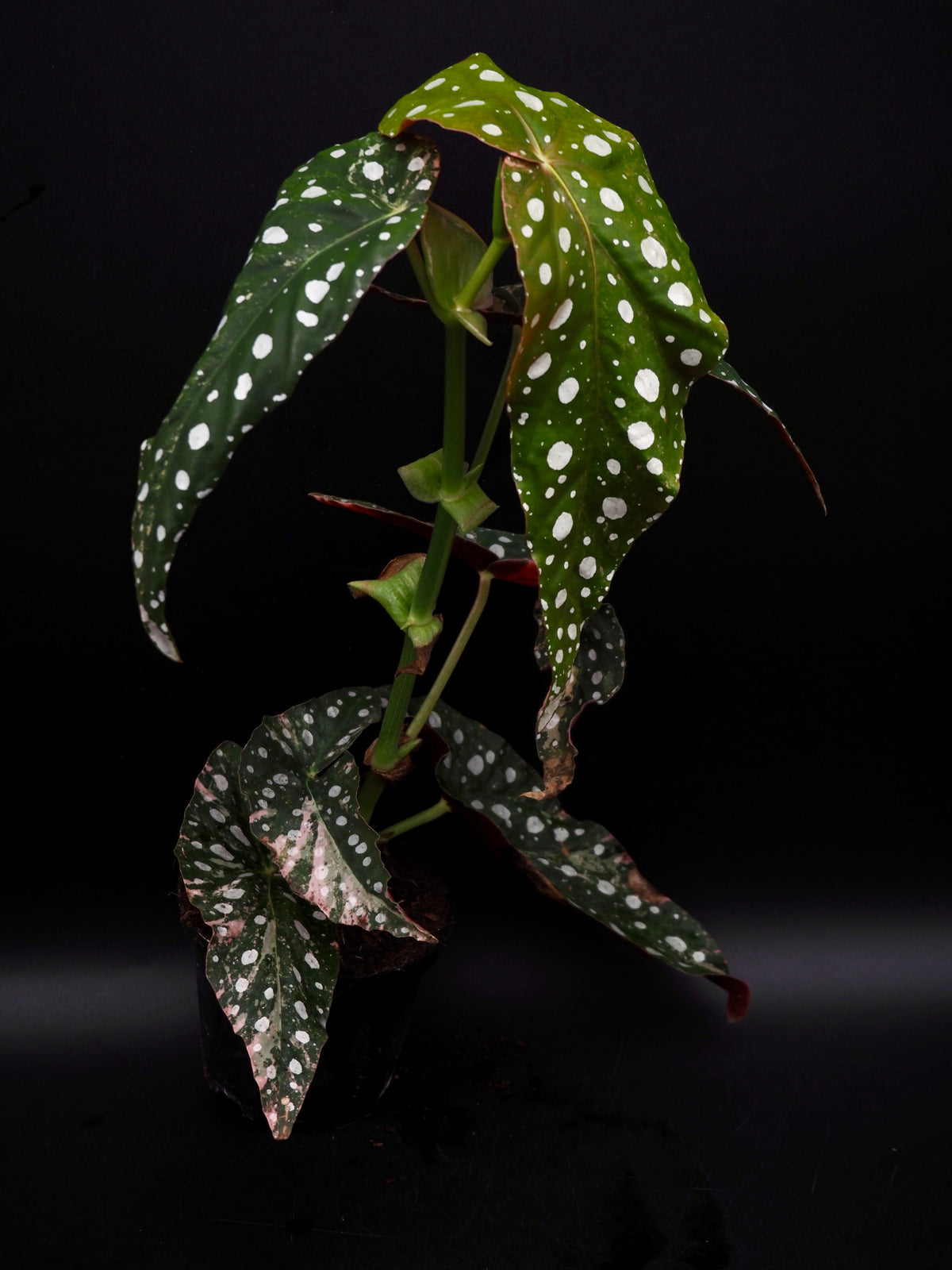 Begonia Maculata Pink Variegata