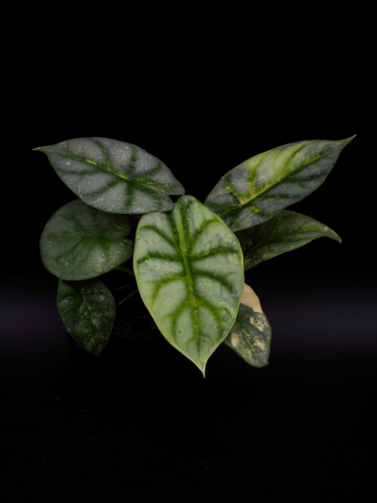 Alocasia Silver Dragon Aurea