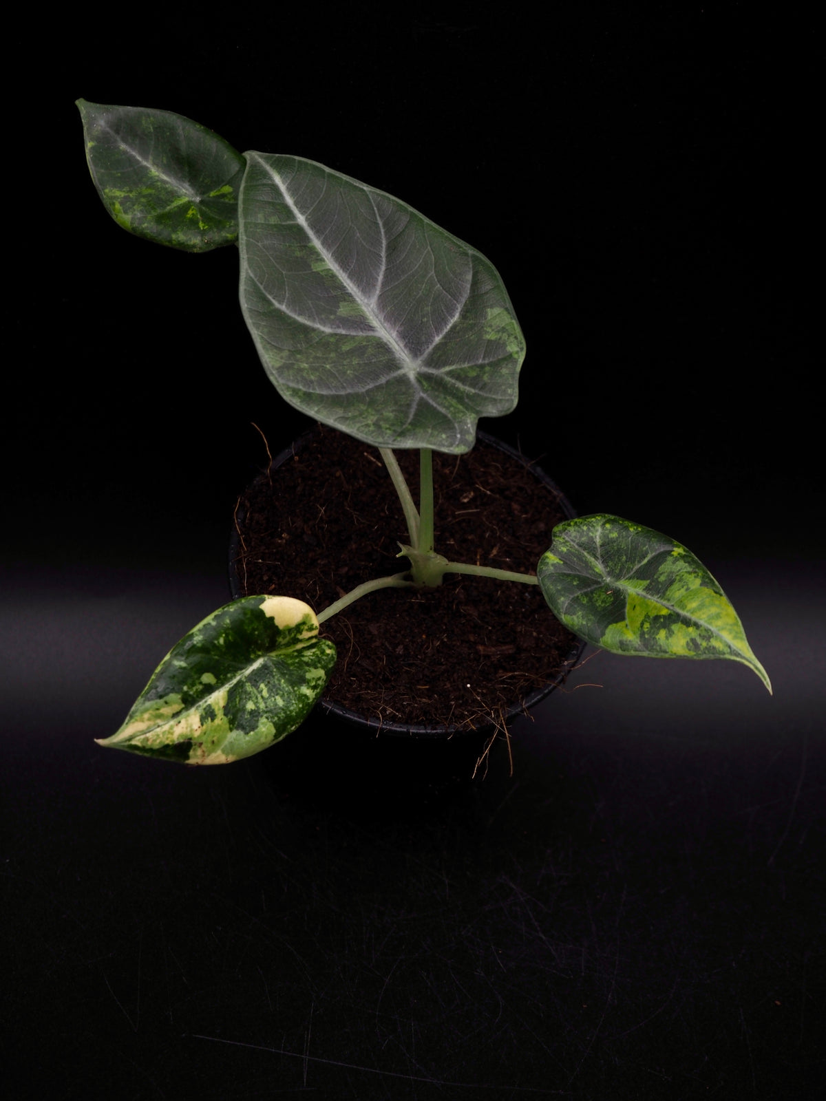 Alocasia Maharani Aurea