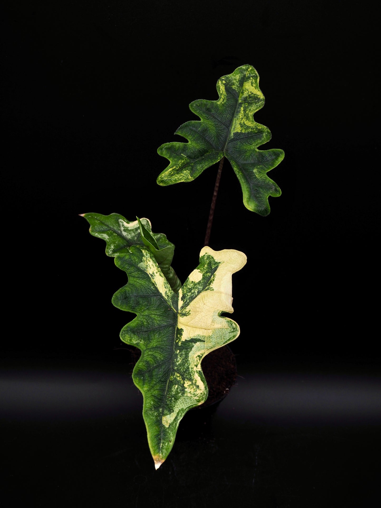 Alocasia Jacklyn Aurea Variegata