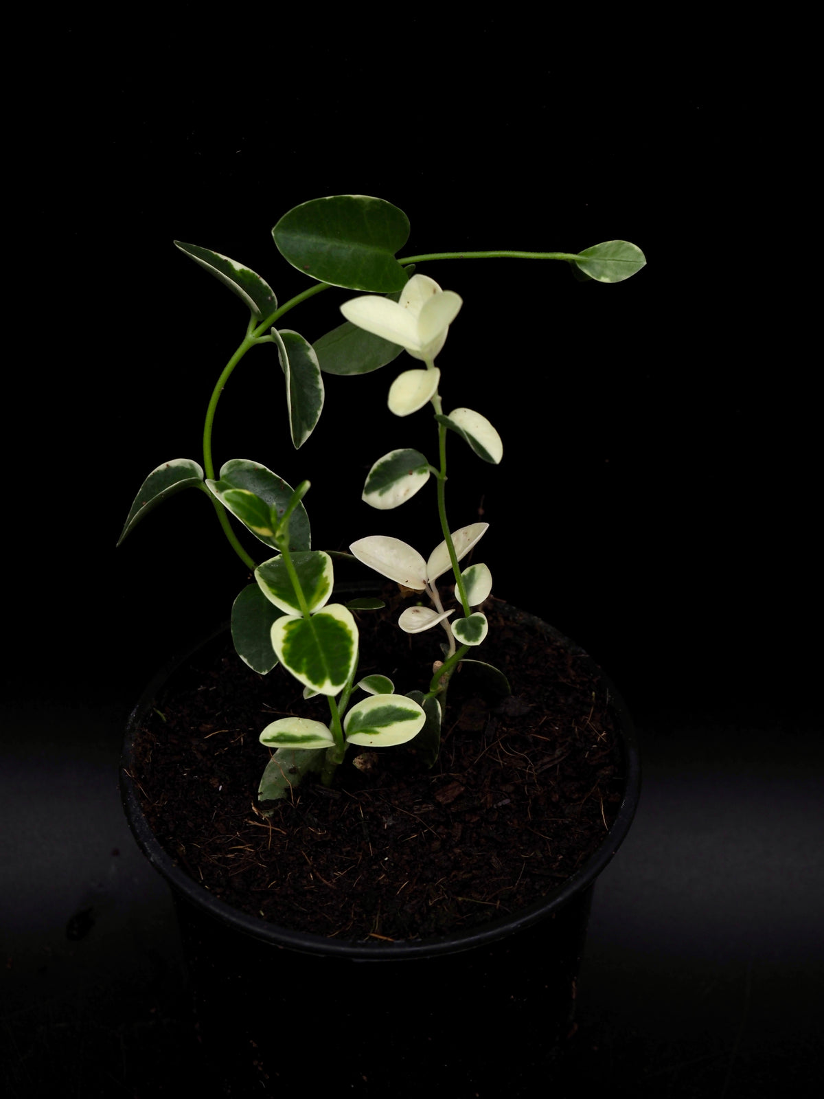 Hoya Cummingiana Variegata