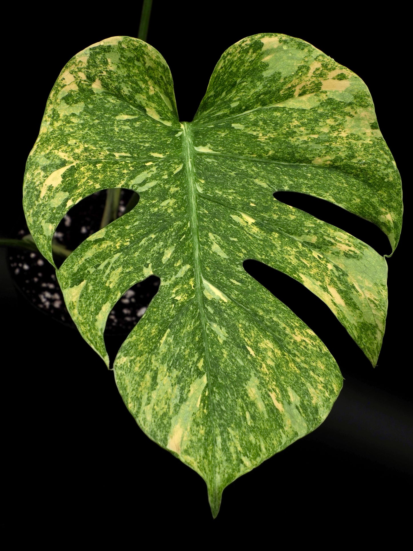 Monstera Thai Constellation Legacy