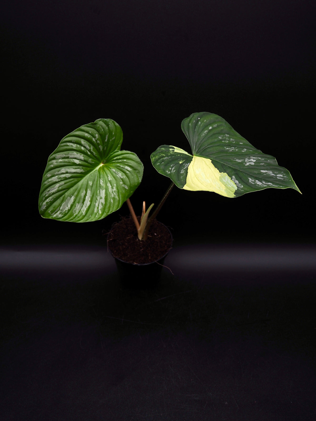 Philodendron Mamei Variegata