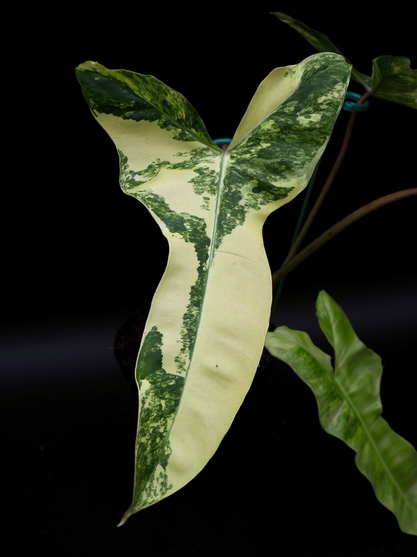 Philodendron Florida Beauty x Billitiea (Jennifer)